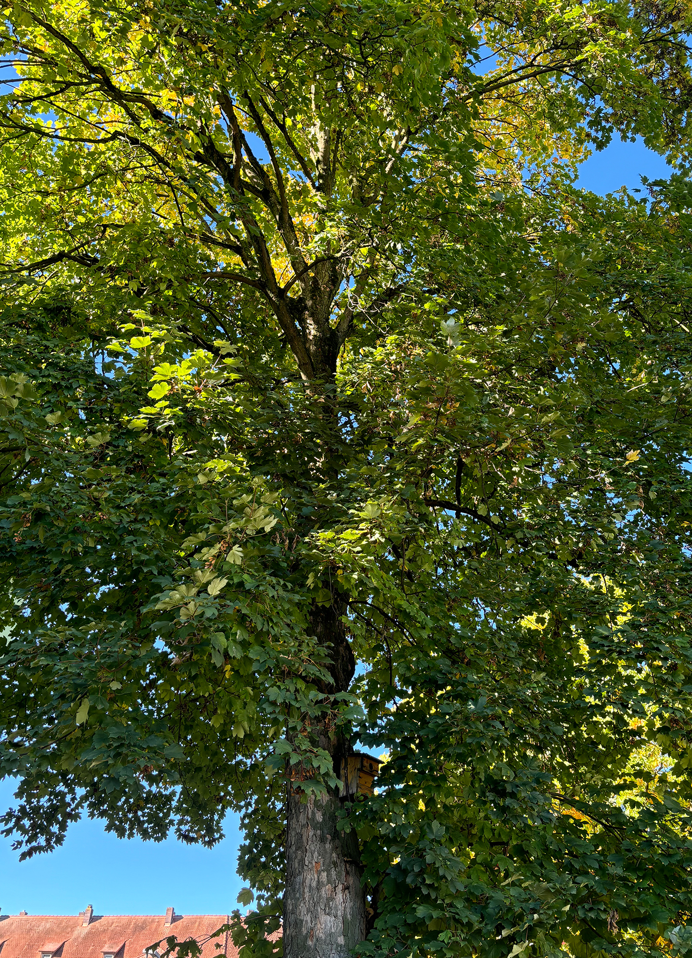 Ahorn Bergahorn ganzer Baum Janina Deutschmann