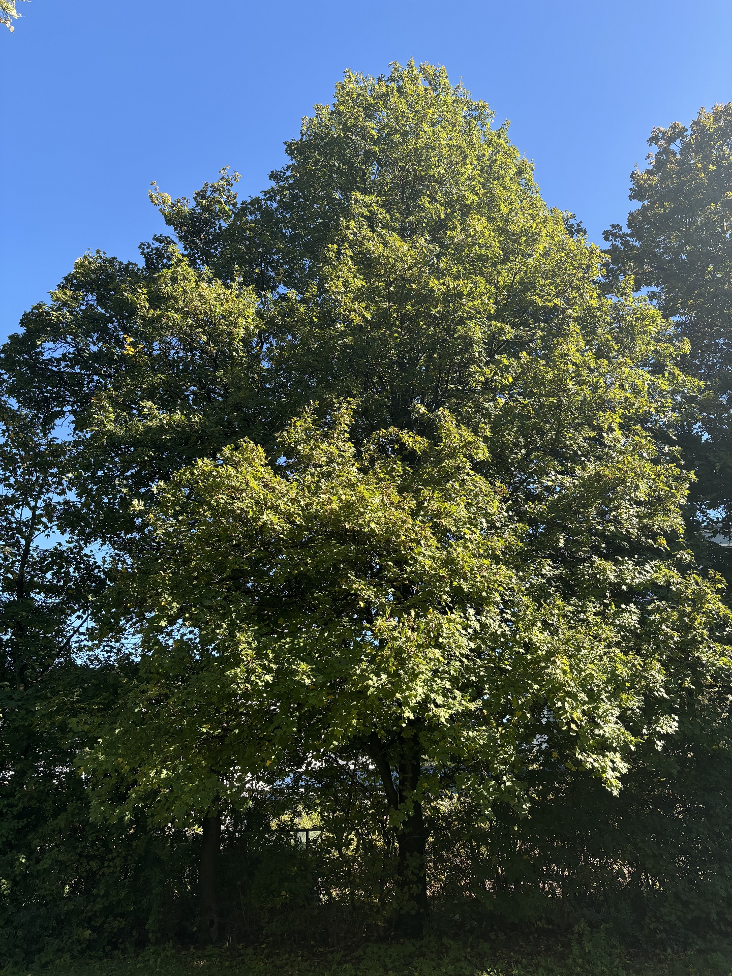 Ahorn Feldahorn ganzer Baum Janina Deutschmann 2