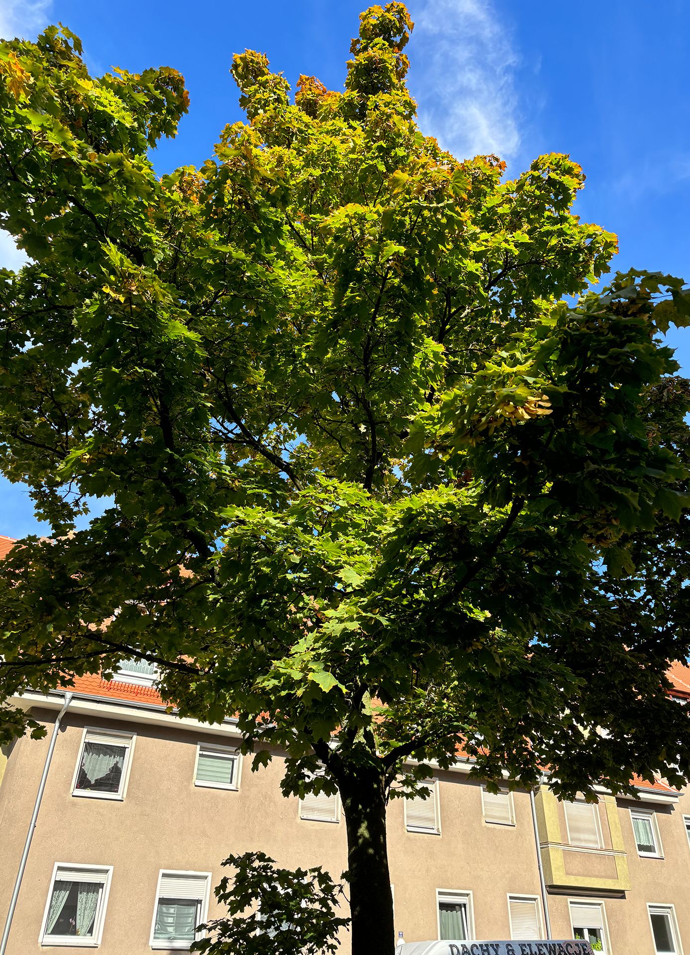 Ahorn Spitzahorn ganzer Baum Janina Deutschmann