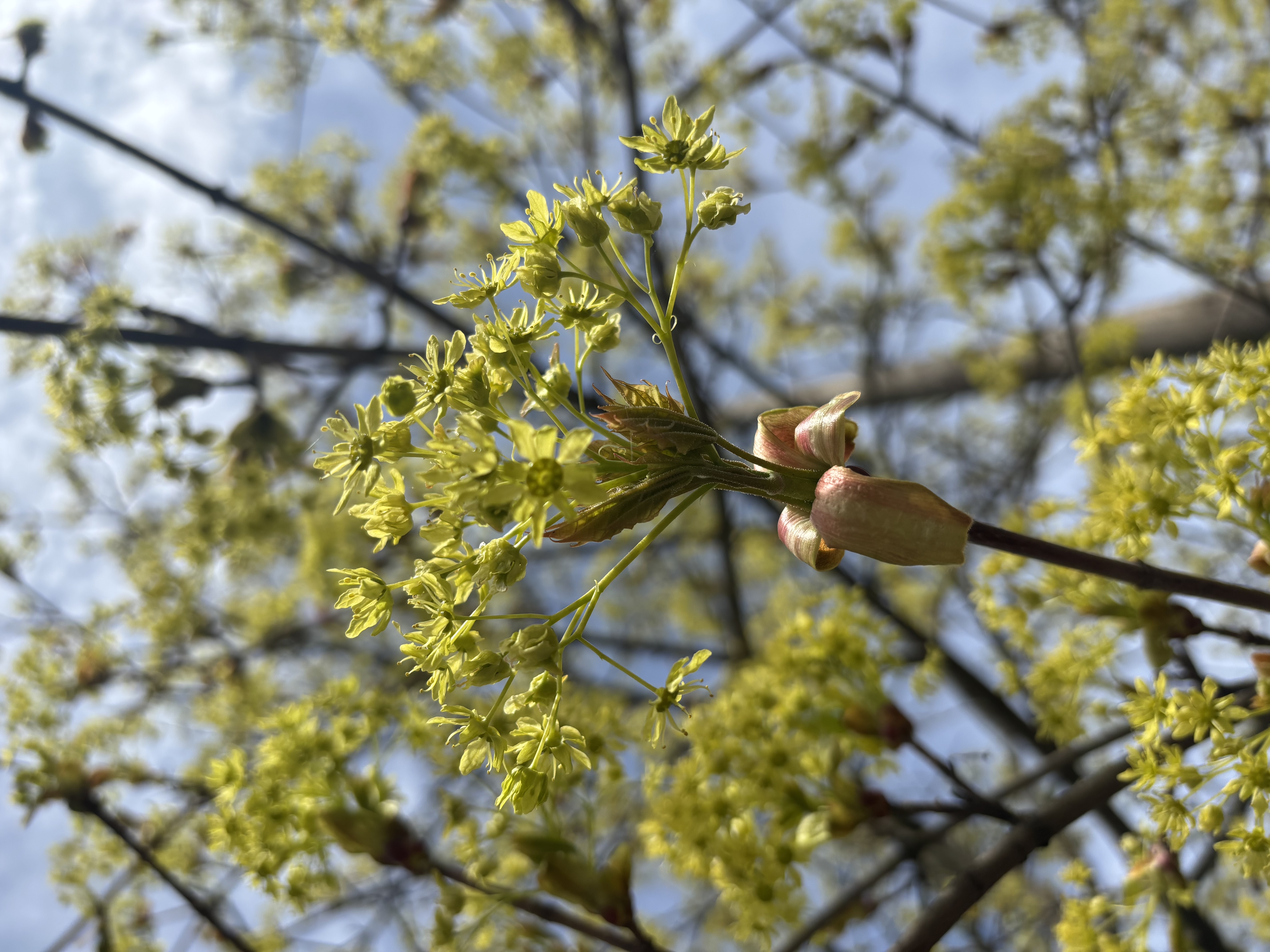 Spitzahorn Blüte Janina Deutschmann