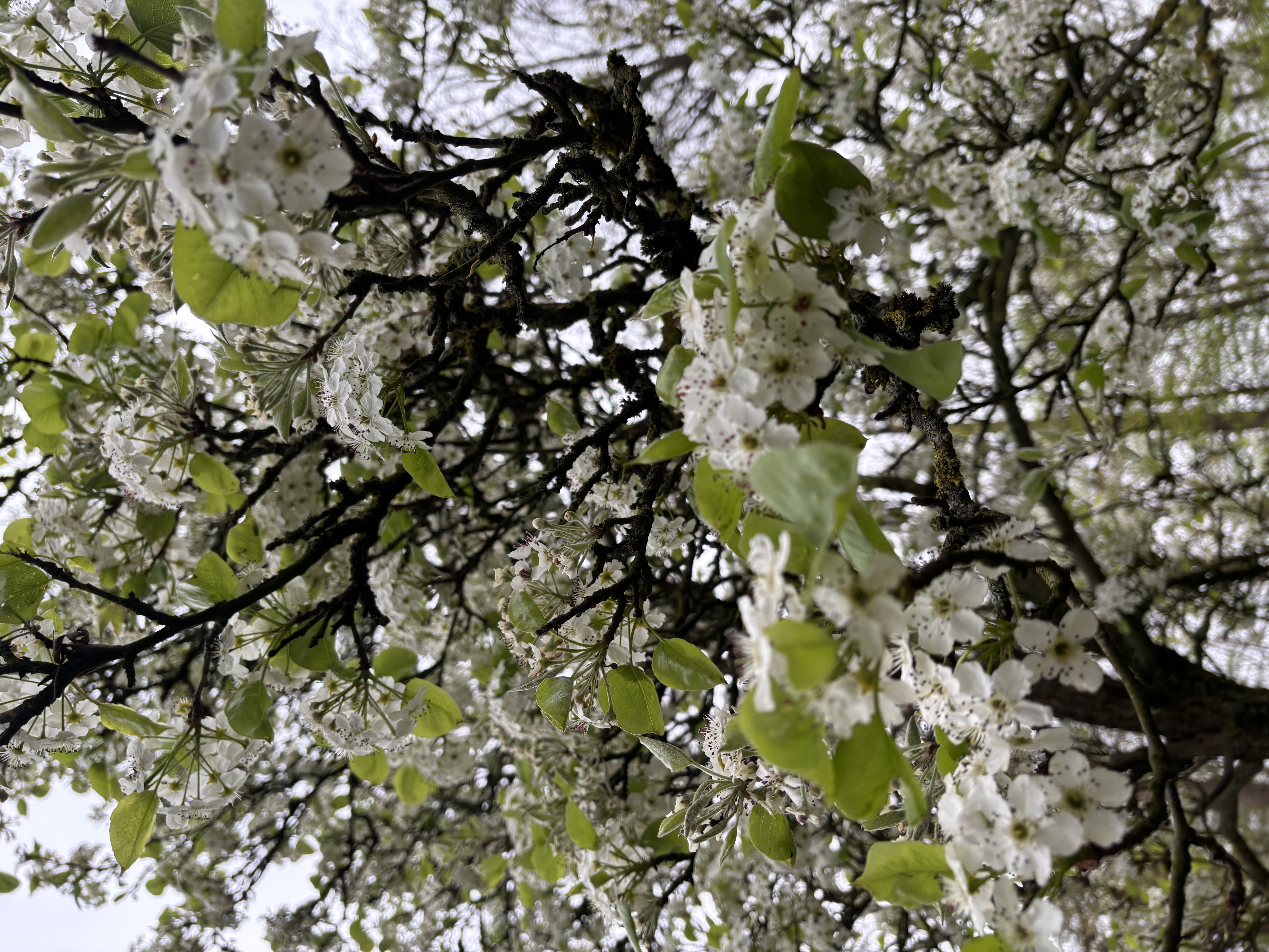 Pyrus calleryana Blüte Janina Deutschmann