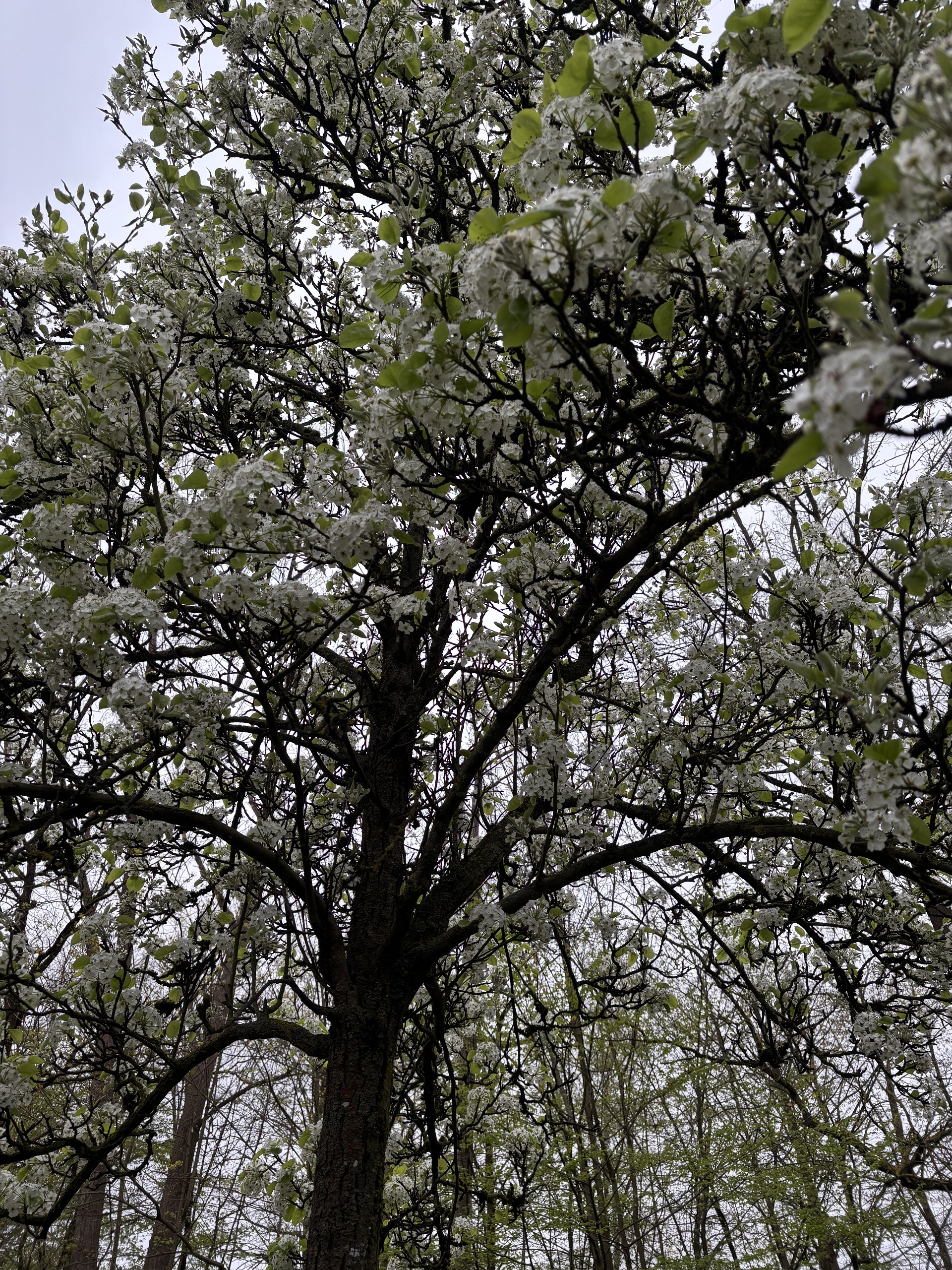 Pyrus calleryana Krone Janina Deutschmann