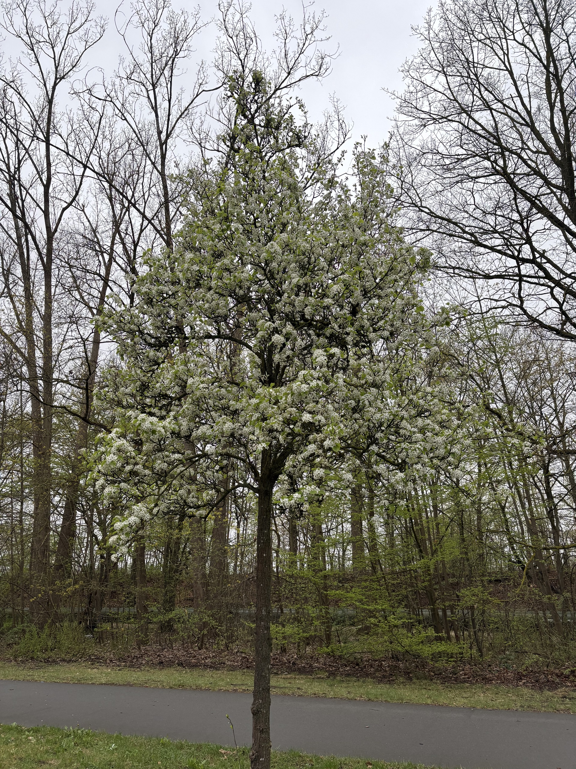 Pyrus calleryana ganzer Baum Janina Deutschmann