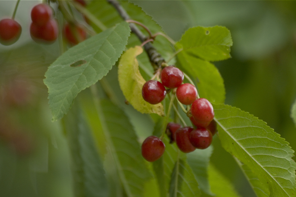 Vogelkirsche Prunus avium Thomas Stephan medium