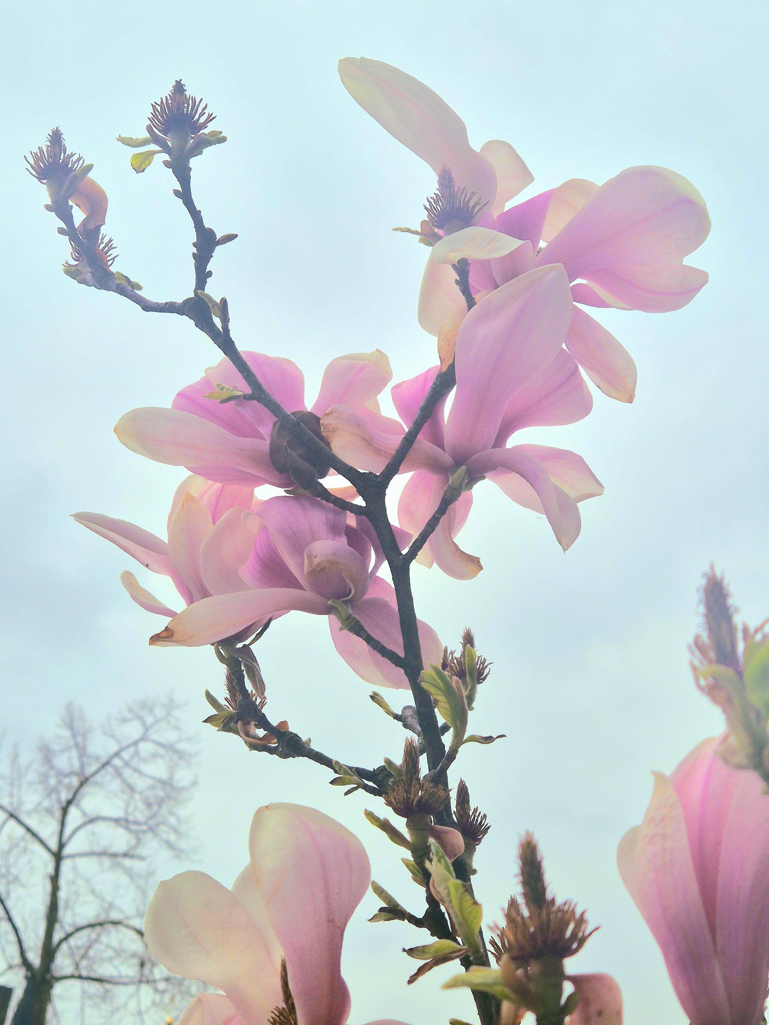 Magnolie Blüte Kerstin Ellersdorfer
