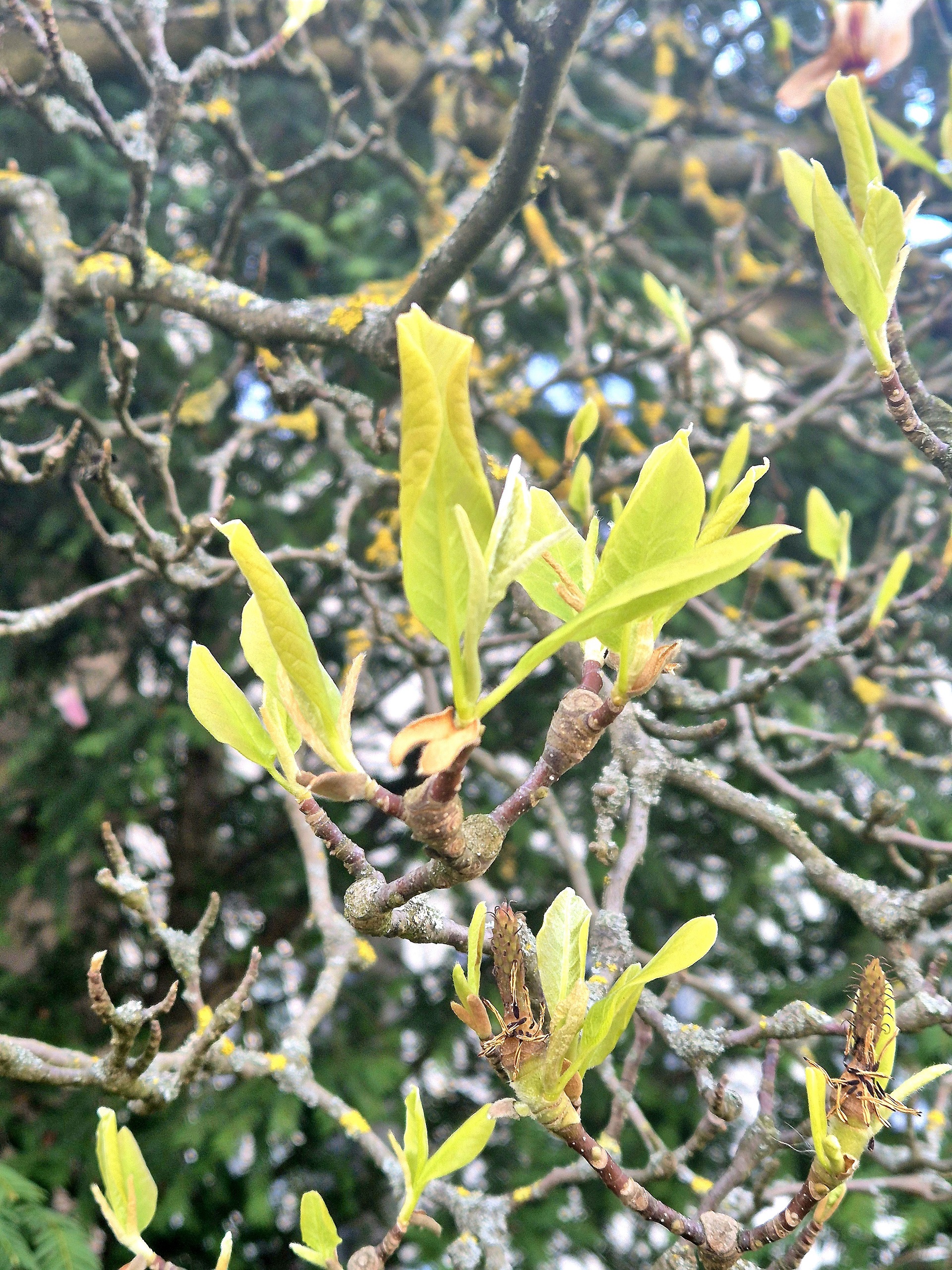 Magnolie Kerstin Ellersdorfer 8