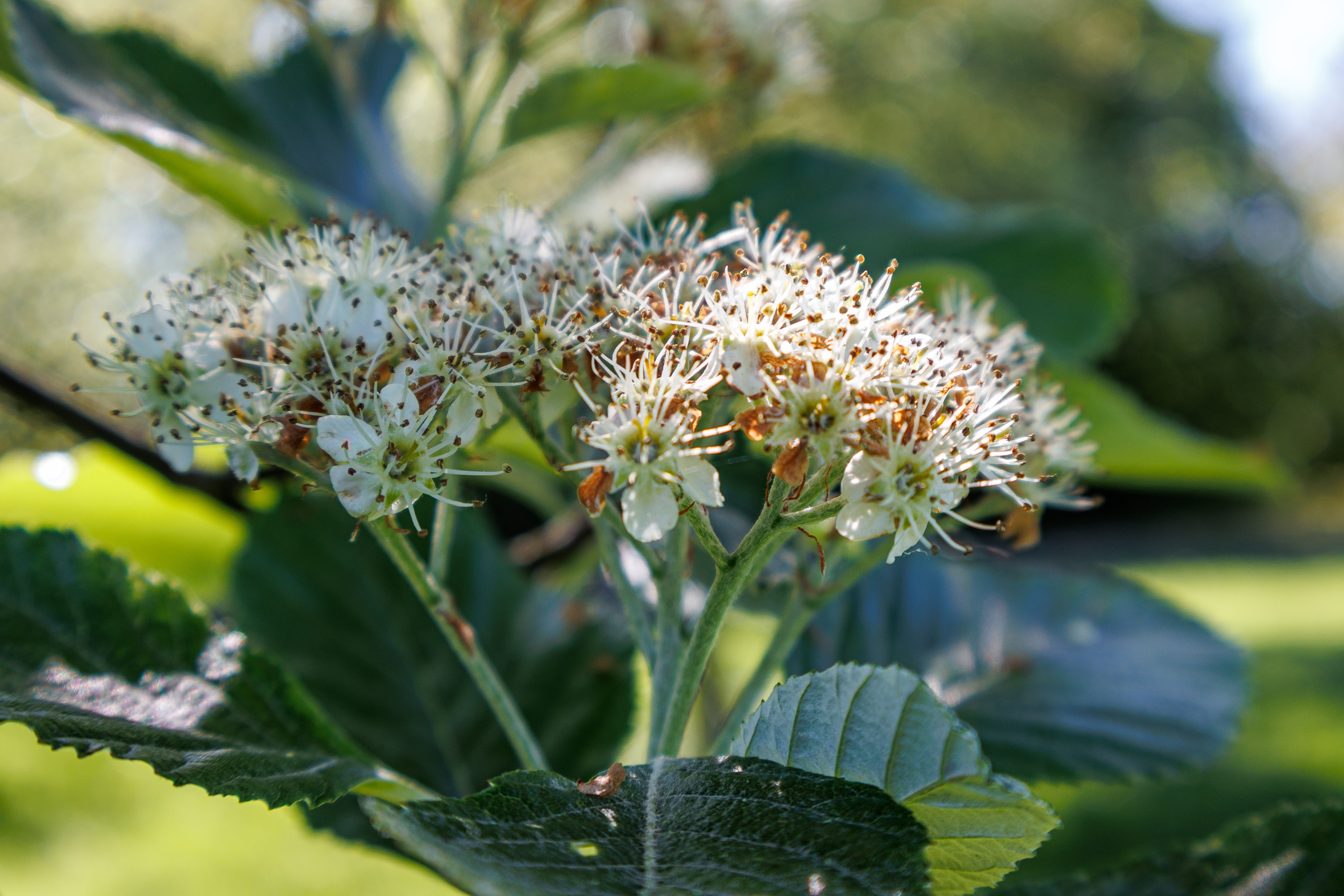 Dorit Zimmermann Mehlbeere Blüte 1 korr