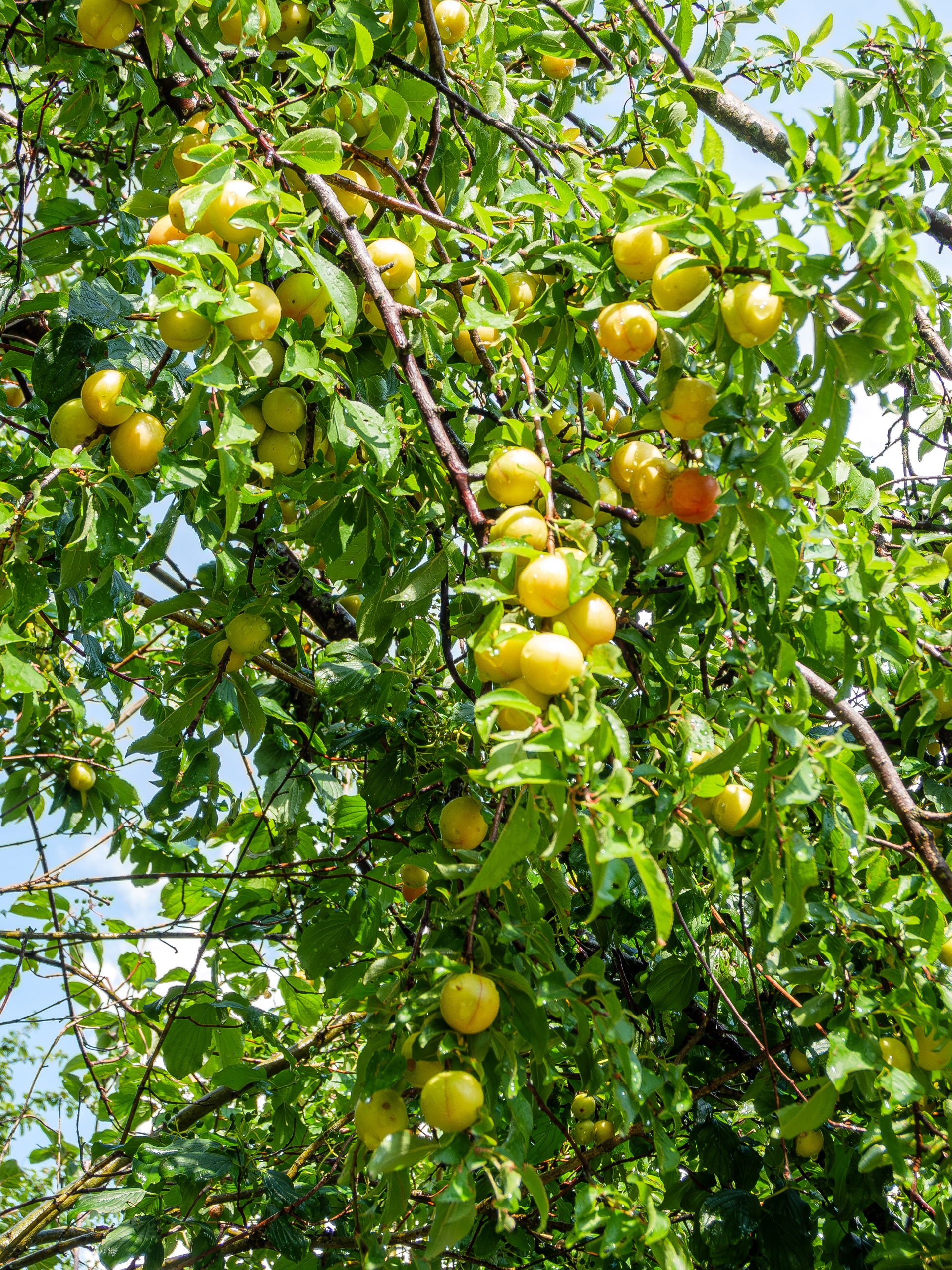 Dorit Zimmermann Mirabelle mit Früchten korr