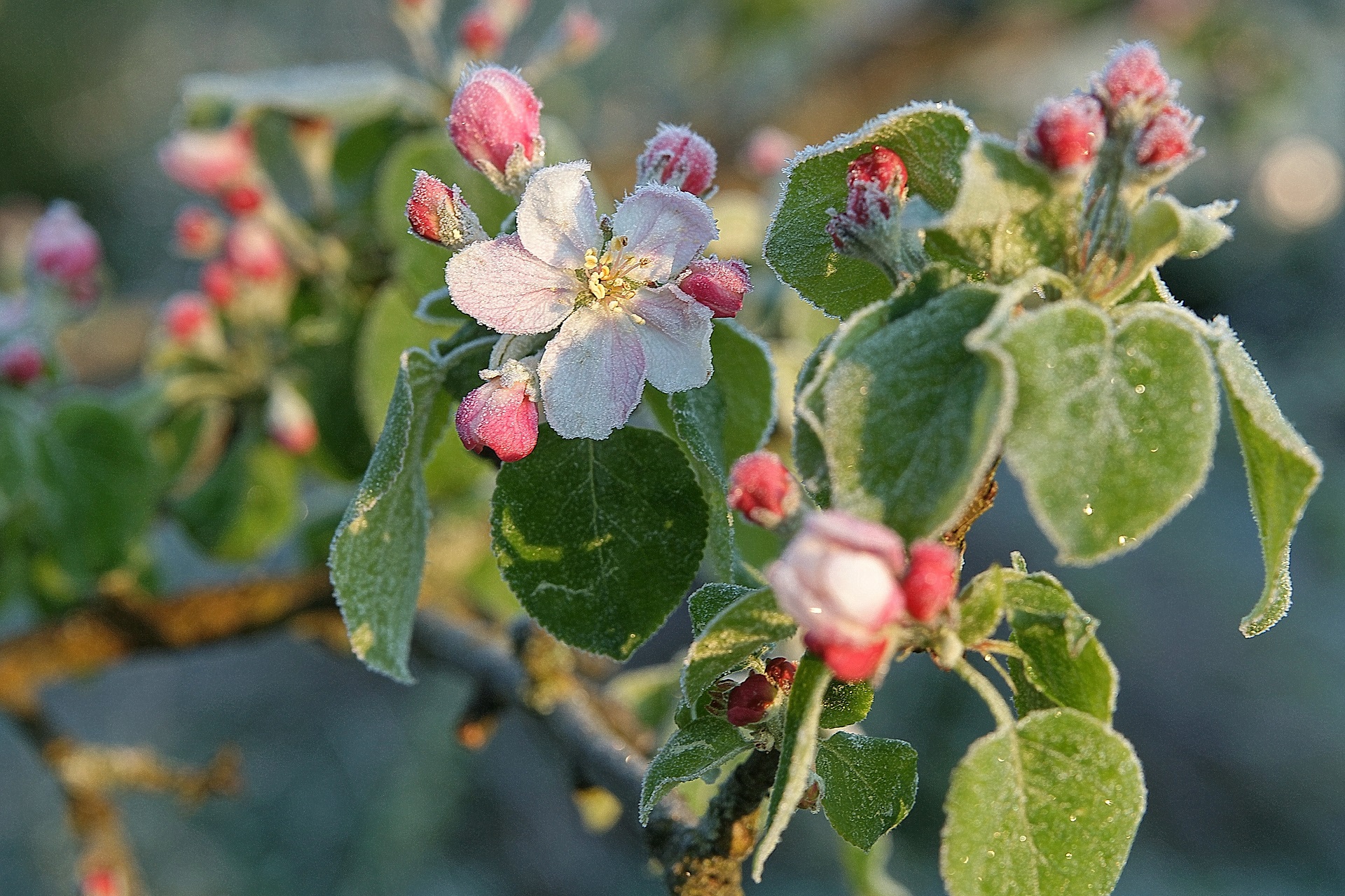 Wild Apfel Wolfgang Schödel 1 original