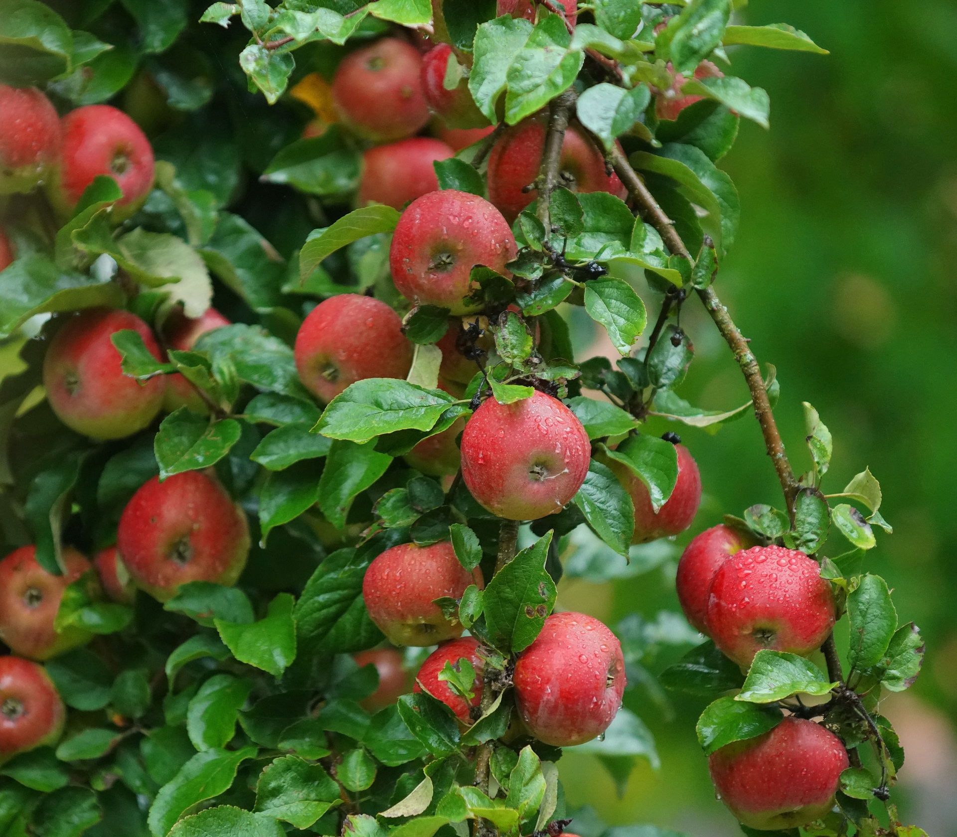 Wild Apfel Wolfgang Schödel 2 original