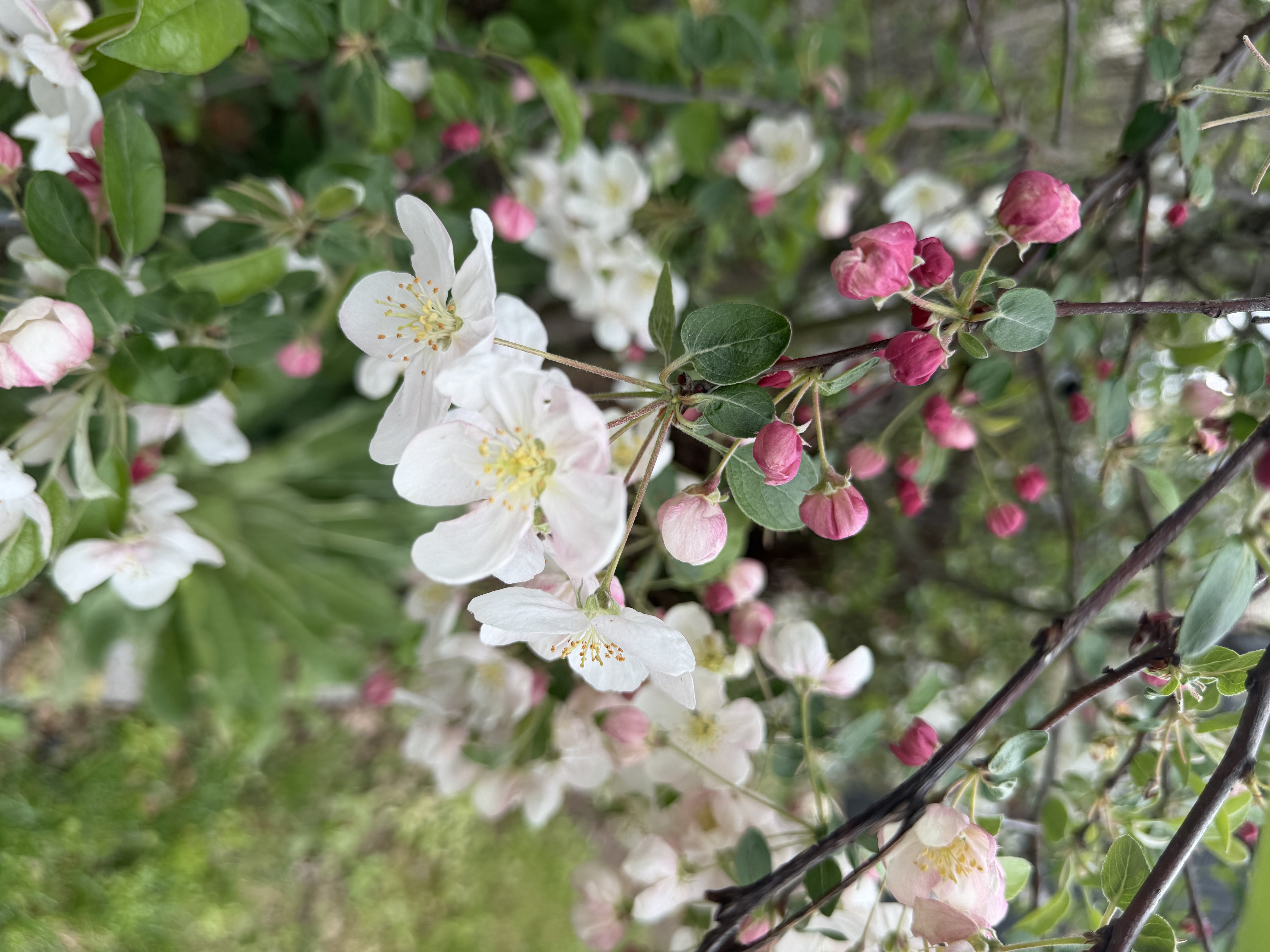 Zierapfel GoldenHornet Blüte Martina Gehret