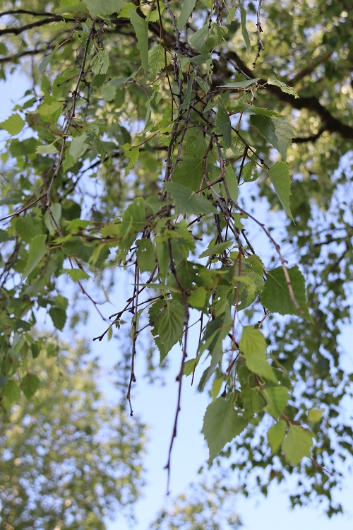 Moorbirke_ND_belaubt_Blätter_im_Wind_Mch_Flaucher_DZ_b.jpg
