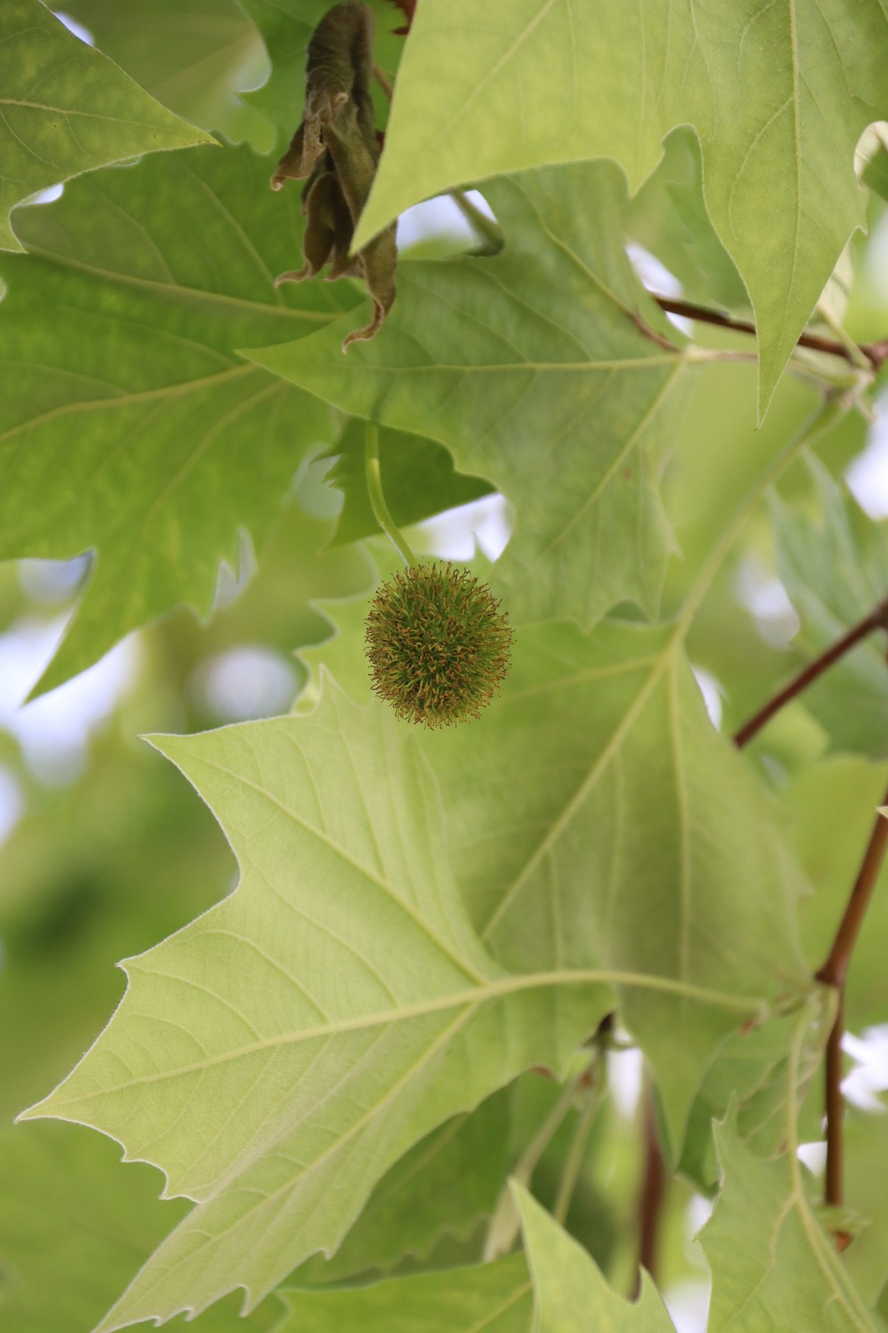 Platane_Frucht_grün_Neuried_DZ_b.jpg
