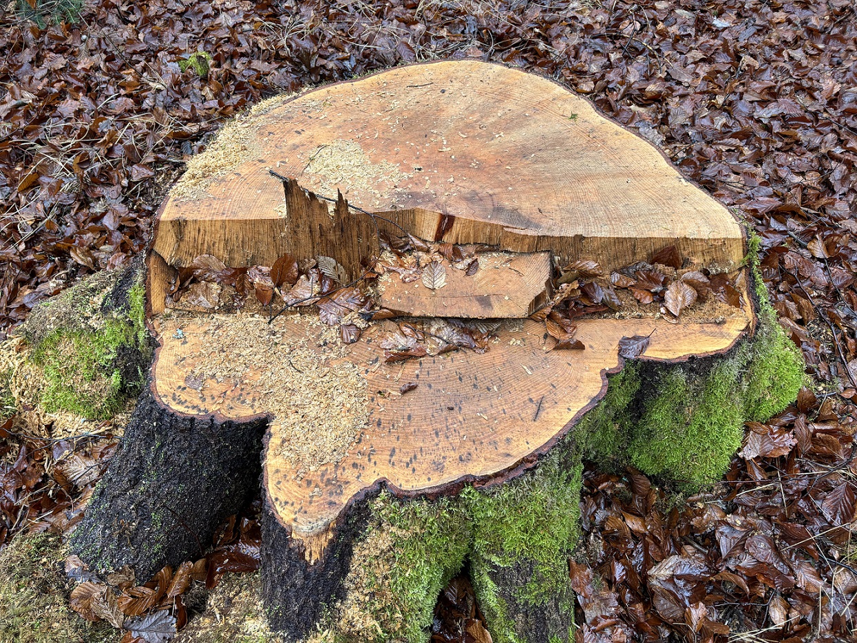 gefällter_Baum_Deutschmann_cut.jpg