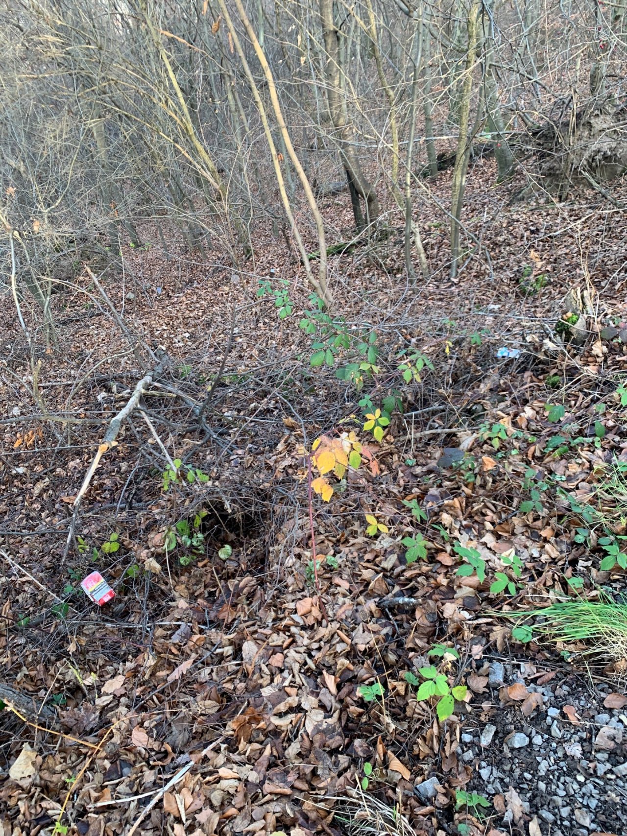 litter in DRECKSPOTZ | GLOBAL 2000 App spotted by Annette2020 on 19.12.2020