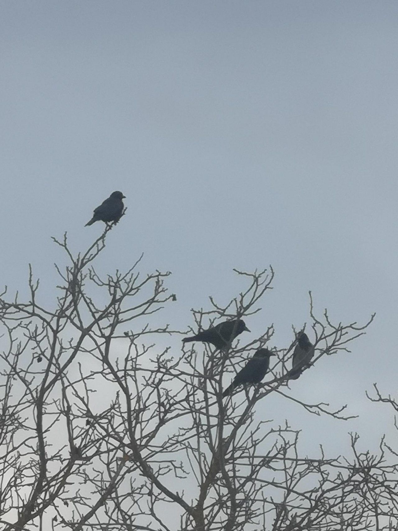 Carrion Crow in KraMobil App spotted by Mari Zucker on 21.01.2021