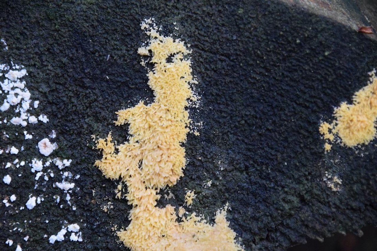 Gelbe Lohblüte in Pilzfinder App spotted by Markus Sabor on 13.12.2020