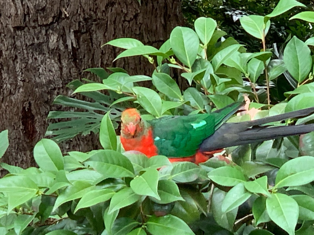 Other bird in Big City Birds App spotted by RosieCockatoo on 01.02.2021