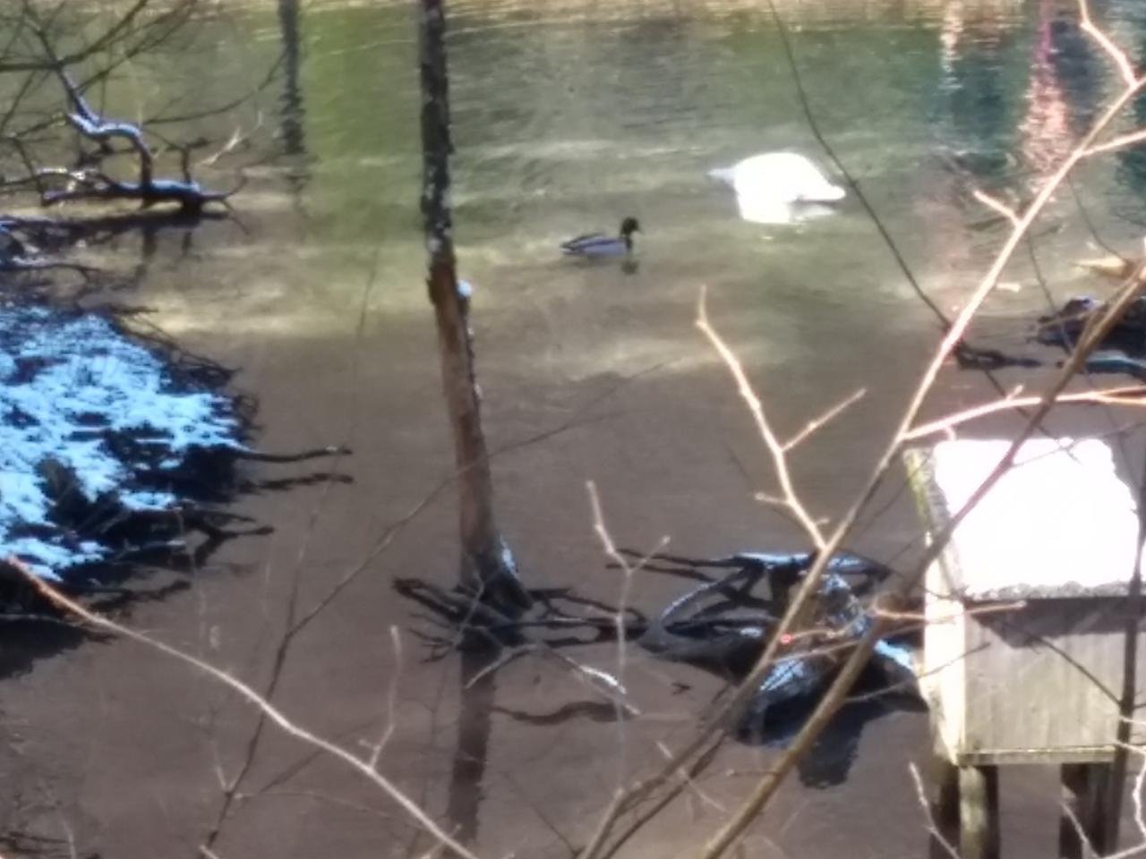 Andere Spezies in Forschen im Almtal App spotted by Klaus Kienesberger on 07.03.2021