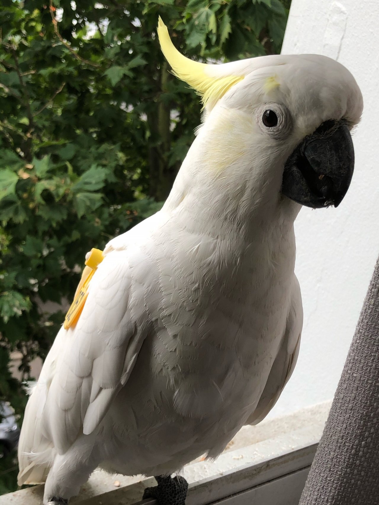 Sulphur-crested Cockatoo in Big City Birds App spotted by Lexie on 18.12.2020