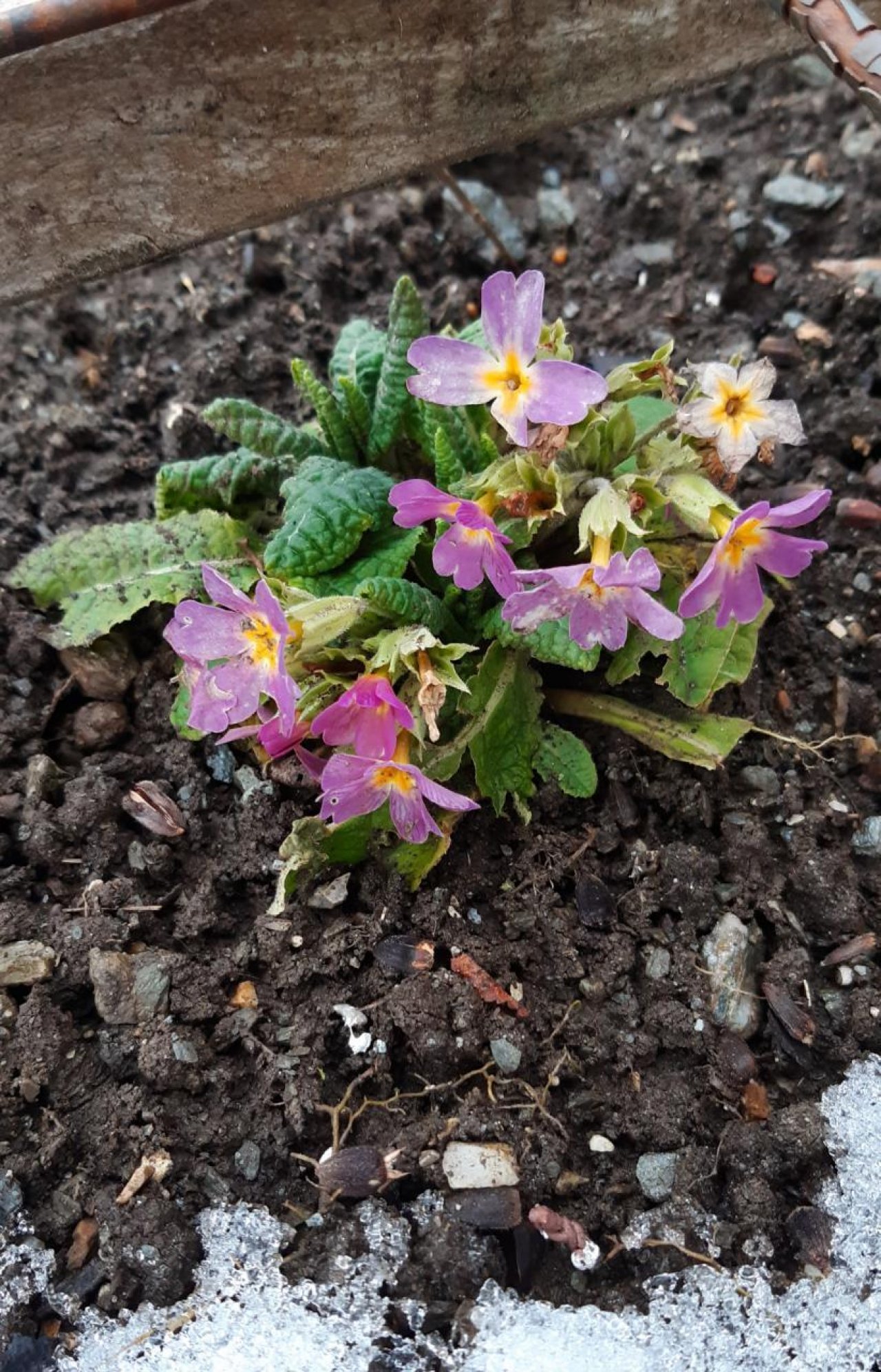 Eine andere Art in Naturkalender App spotted by Steinbock on 15.12.2020