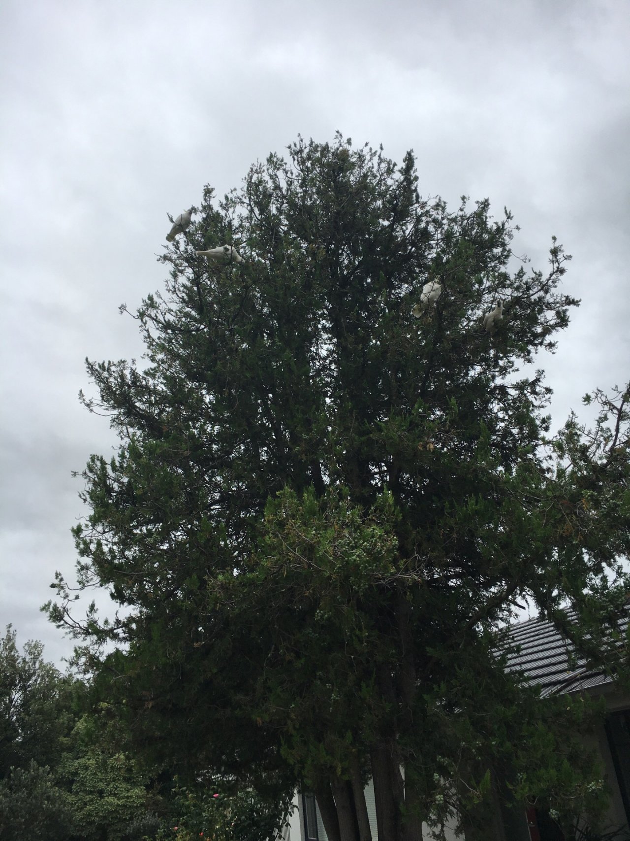 Sulphur-crested Cockatoo in Big City Birds App spotted by Chris Johnson on 28.01.2021