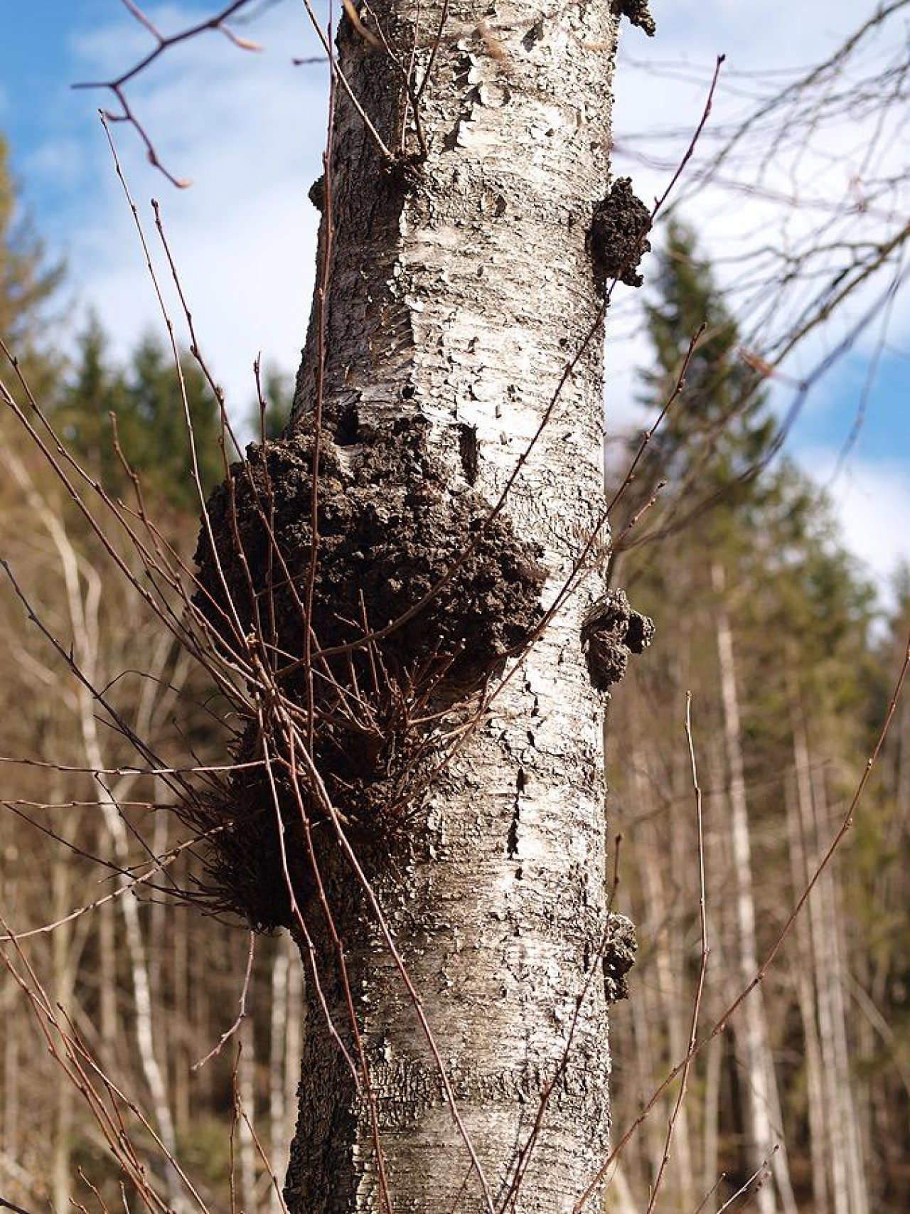 anderer Becherling in Pilzfinder App spotted by Matthaeus Koncilja on 02.03.2019