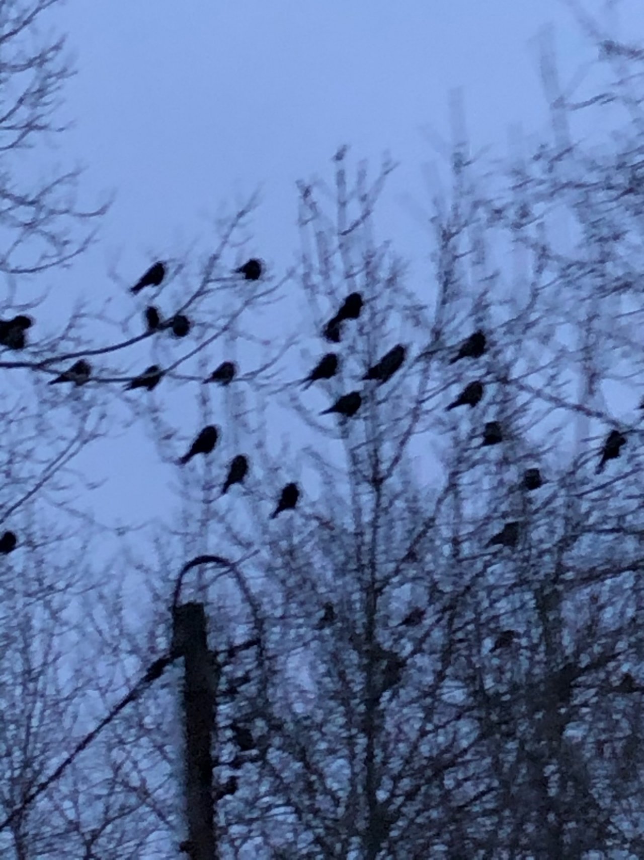 Rook in KraMobil App spotted by Krarin on 16.01.2021