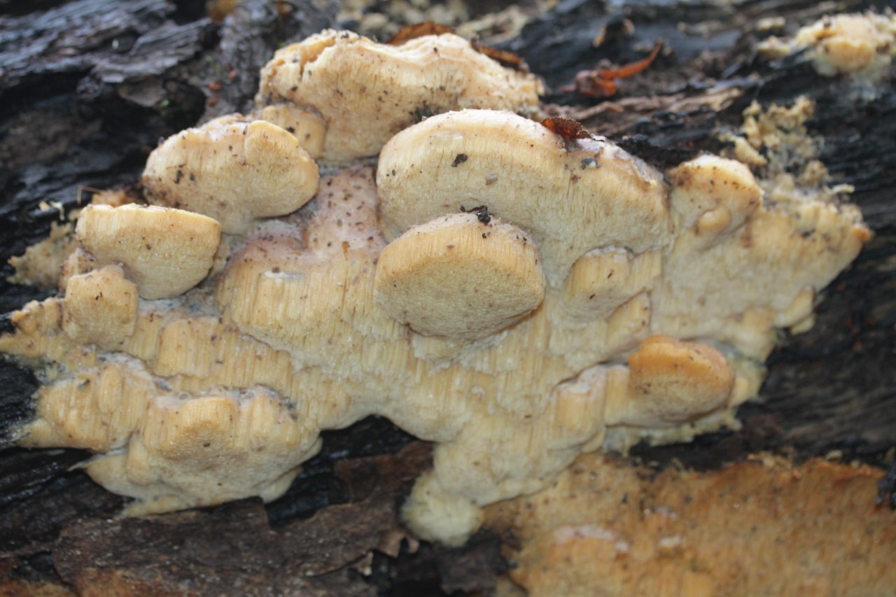 anderer Porling in Pilzfinder App spotted by Helmling on 12.12.2020