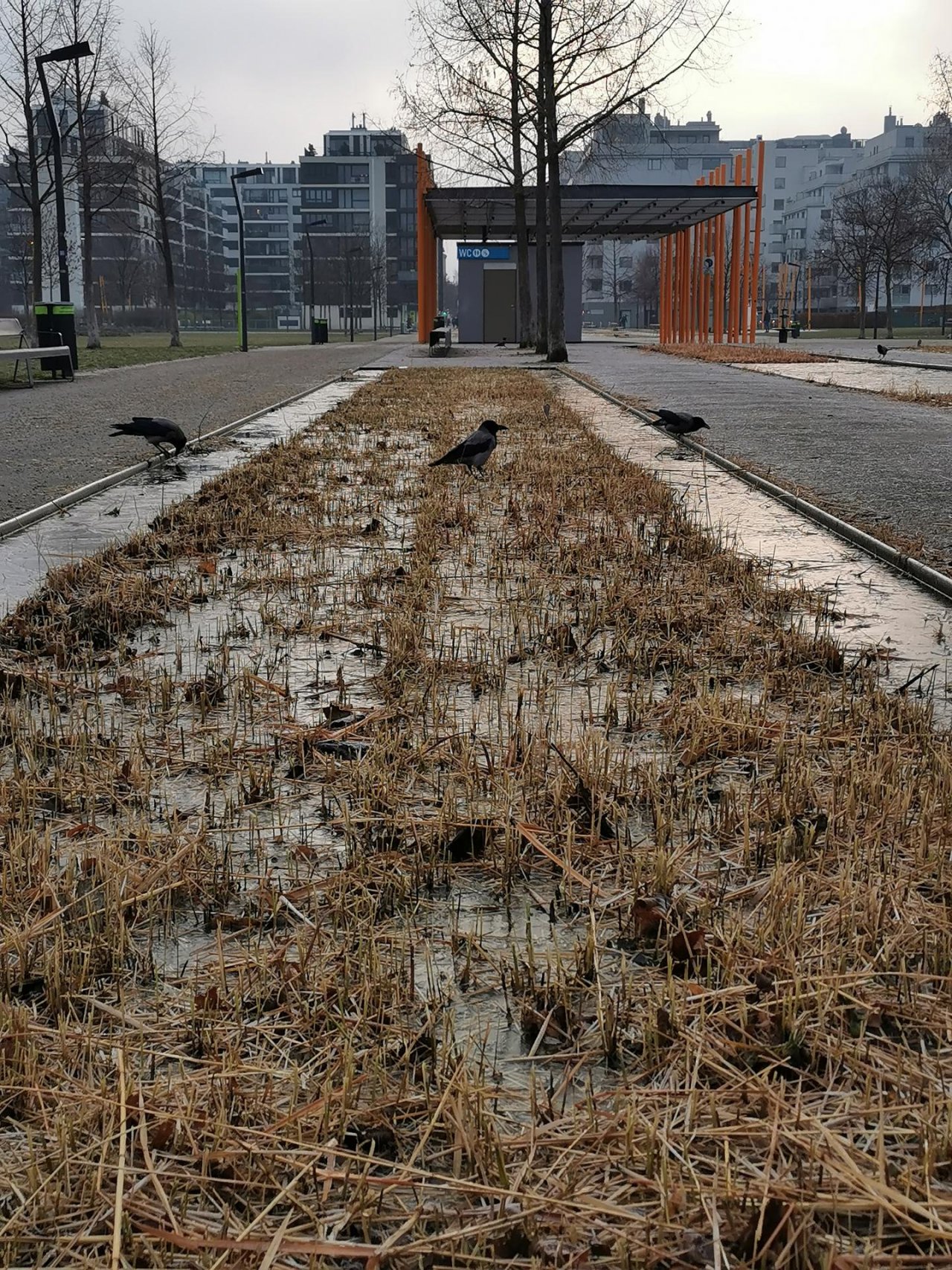 Hooded Crow in KraMobil App spotted by MargaritaFlores on 21.01.2021