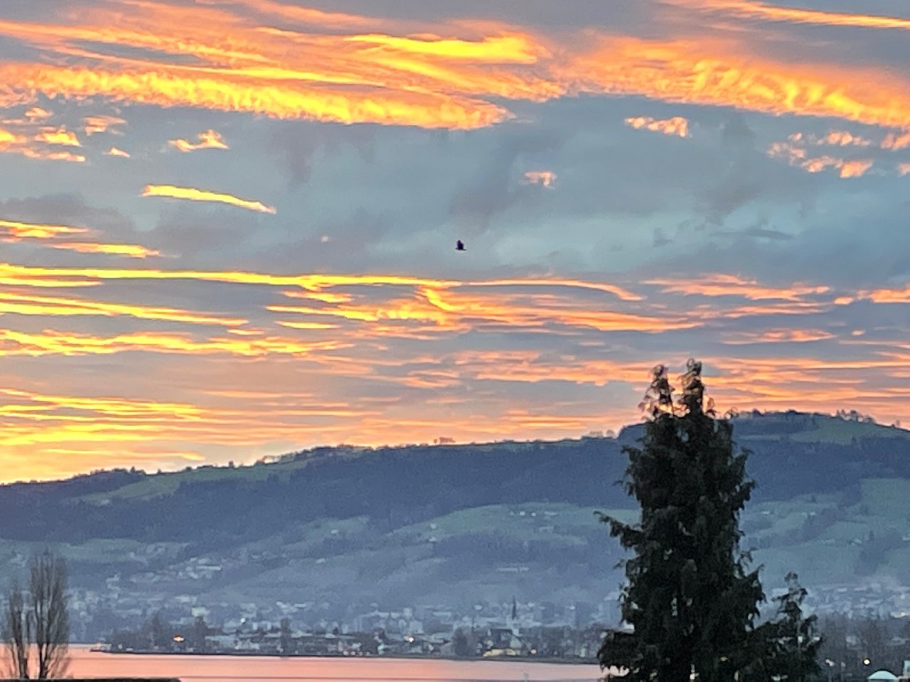 Carrion Crow in KraMobil App spotted by Andreas Ryser on 23.12.2020