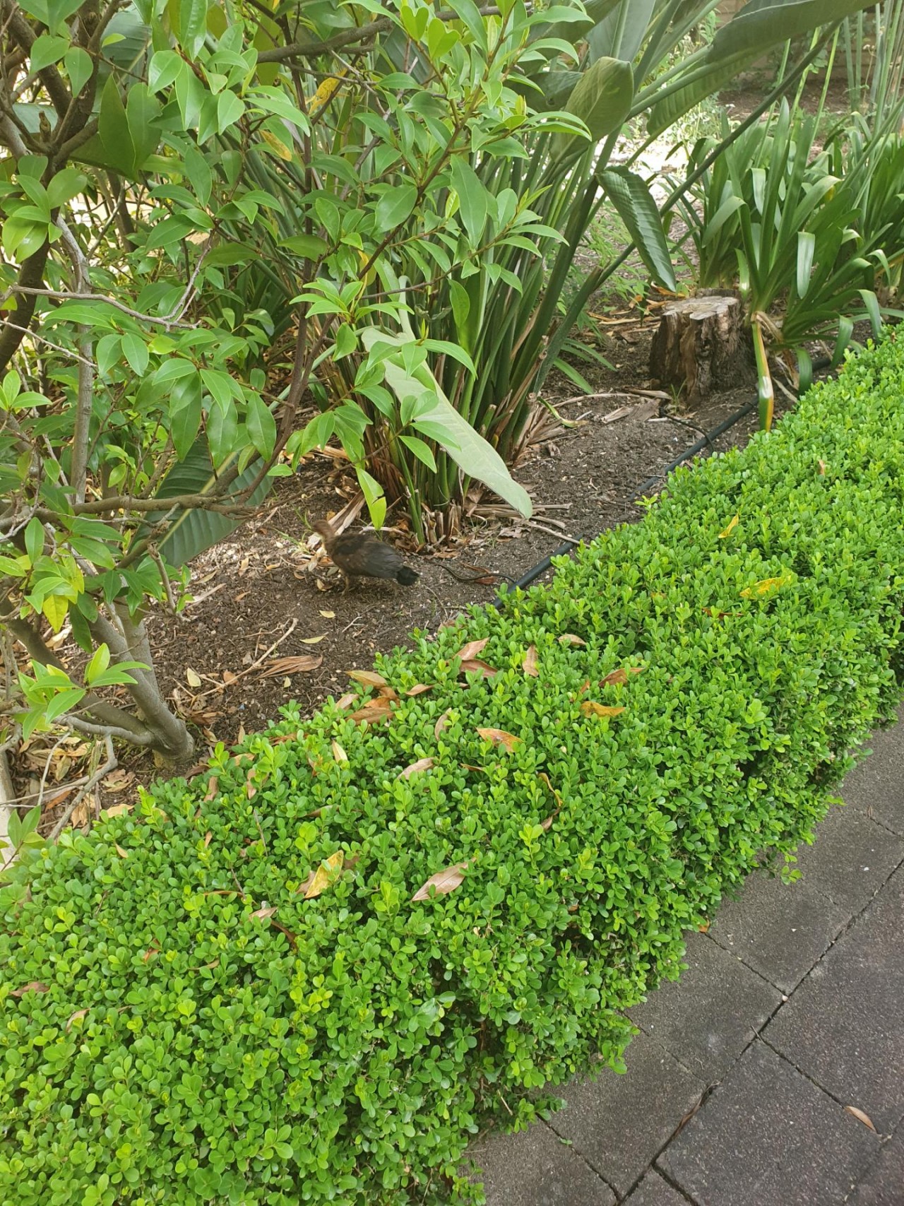 Mother and chick | Big City Birds App | 10.12.2020