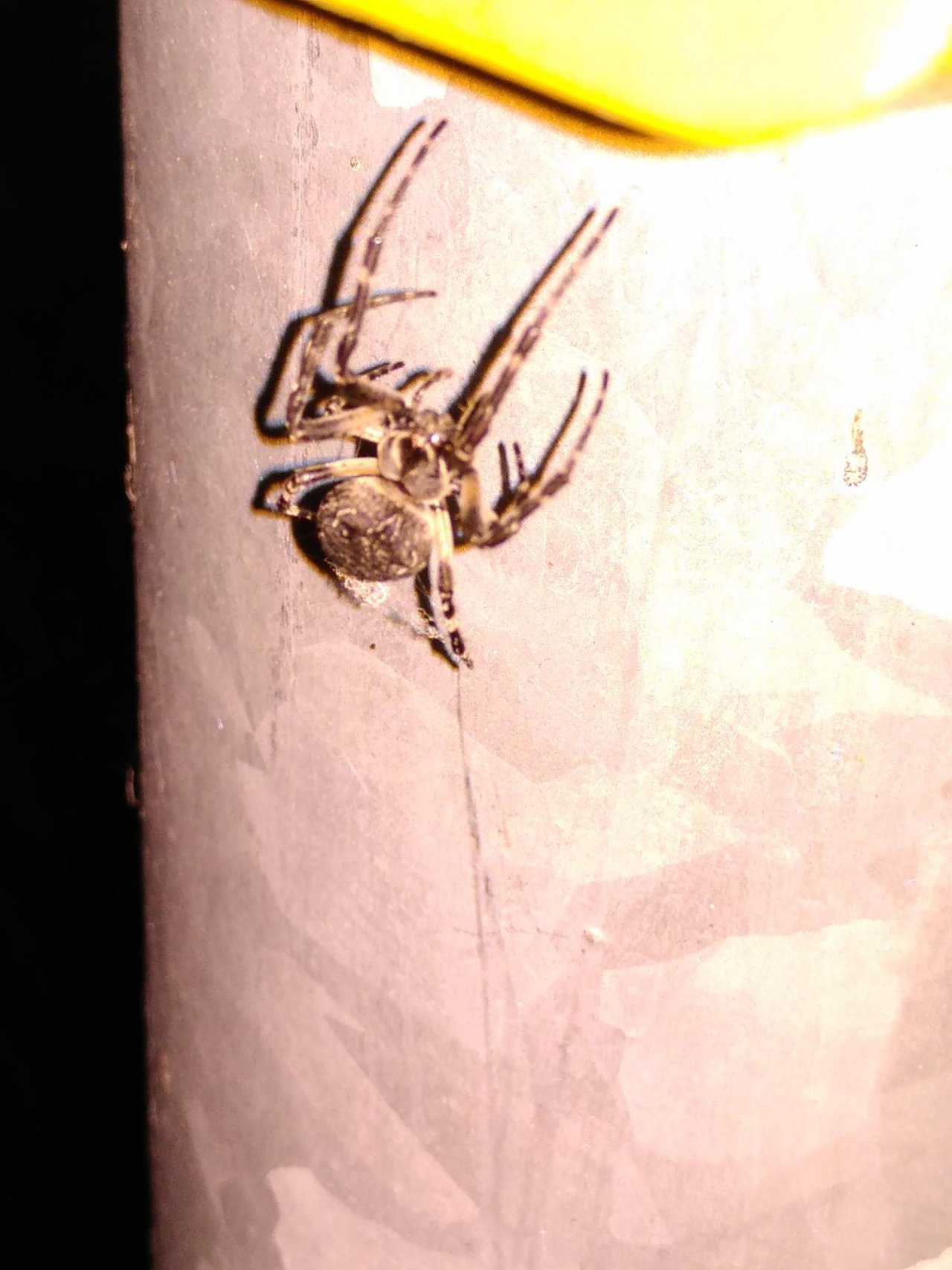 Walnut Orb Weaver in SpiderSpotter App spotted by TheOSWR on 23.12.2020