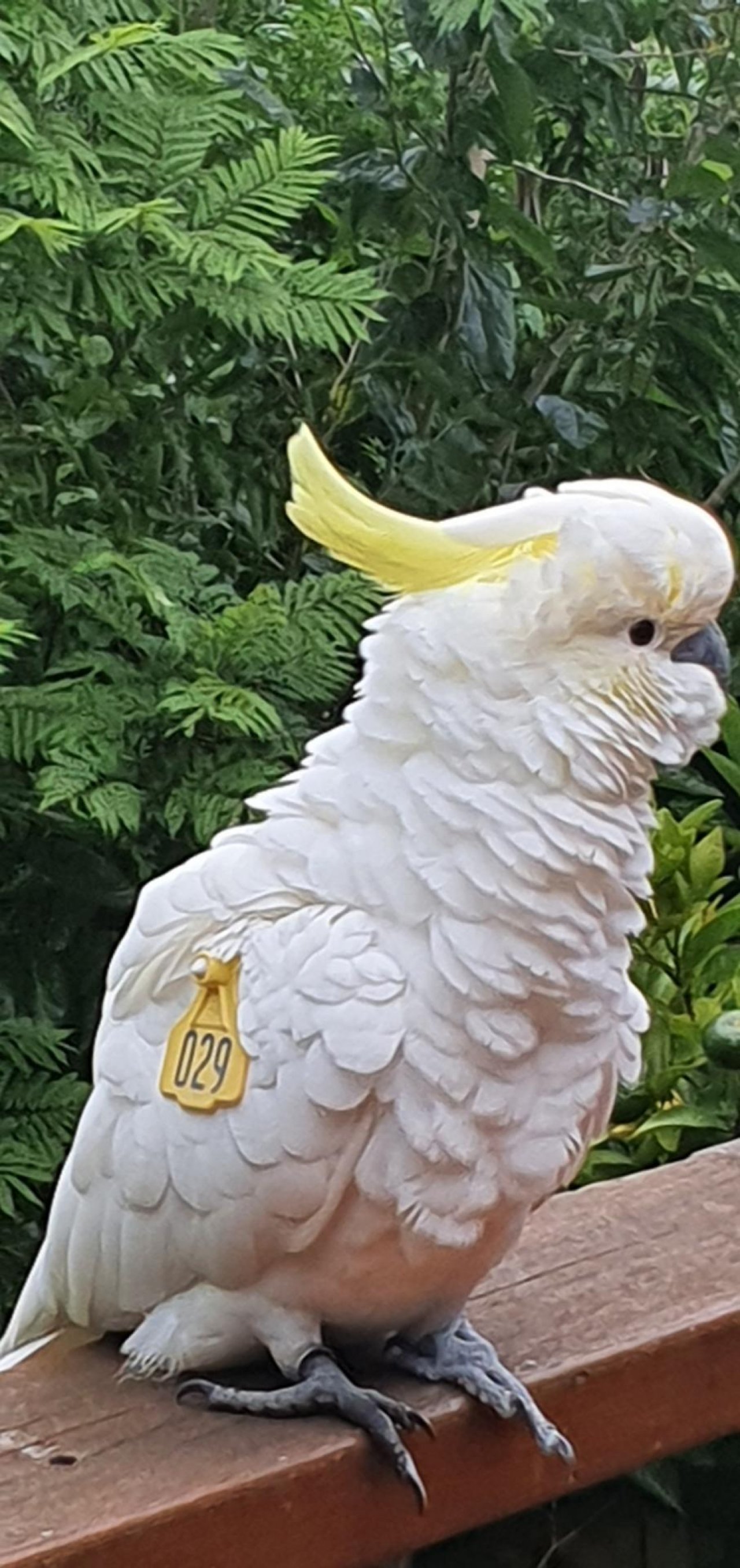 Sulphur-crested Cockatoo in Big City Birds App spotted by Fullersrd on 02.02.2021