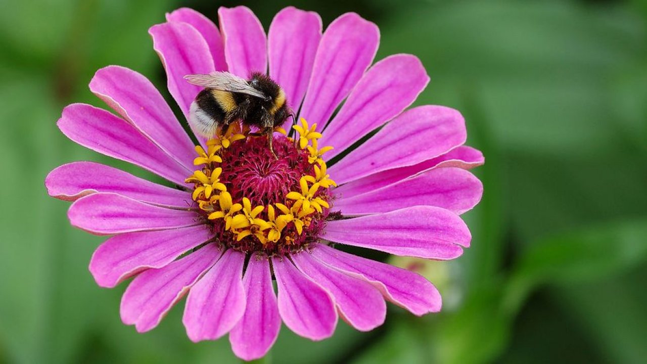 Abelha de cauda amarela