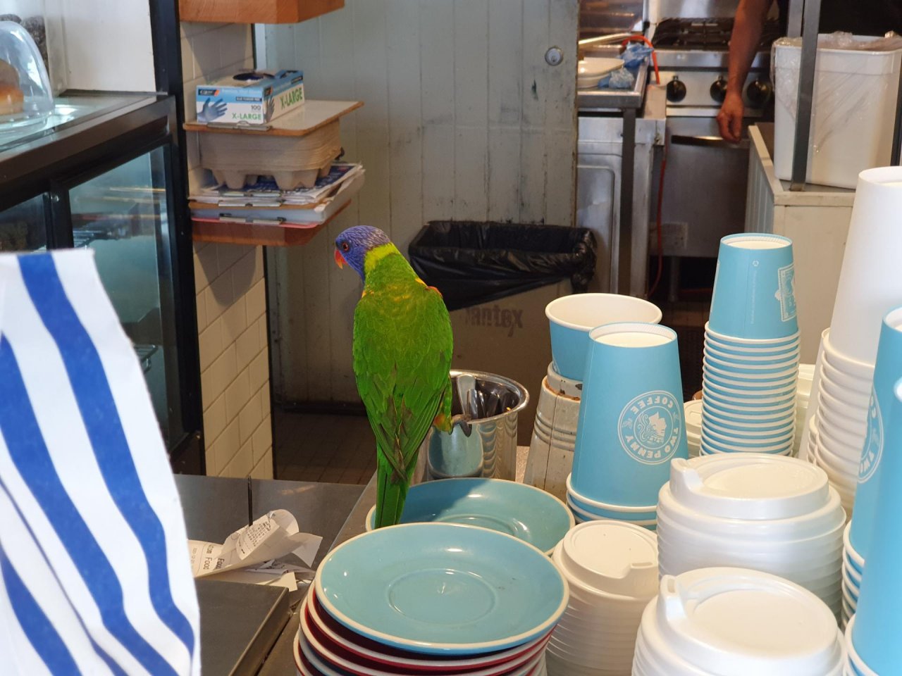 Other bird in Big City Birds App spotted by Jay DP on 21.12.2020