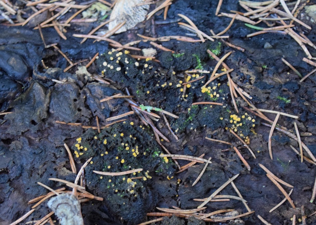 anderer Schleimpilz in Pilzfinder App spotted by Markus Sabor on 23.12.2020