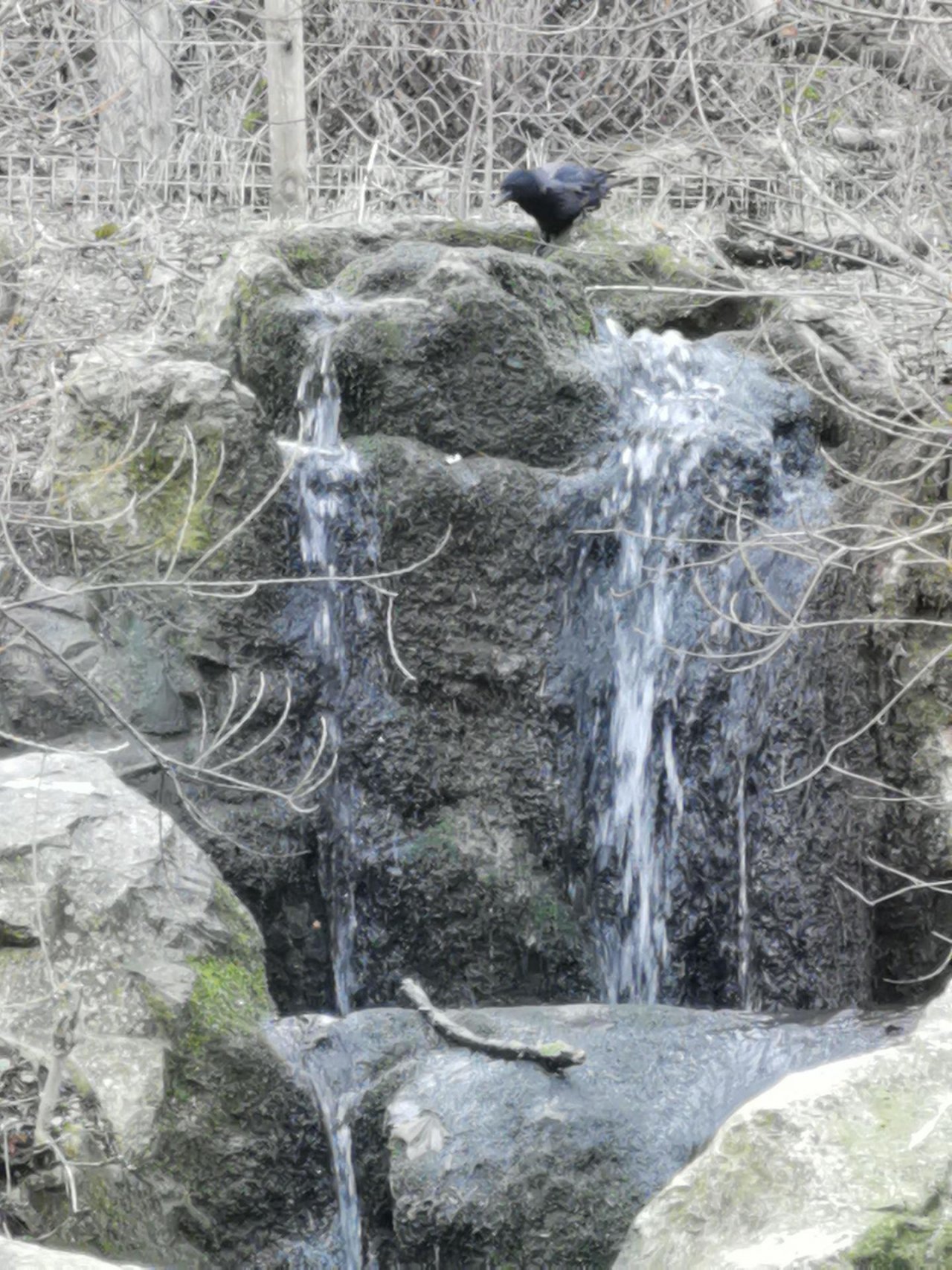 Hooded Crow in KraMobil App spotted by Felix Kollarz on 08.02.2021