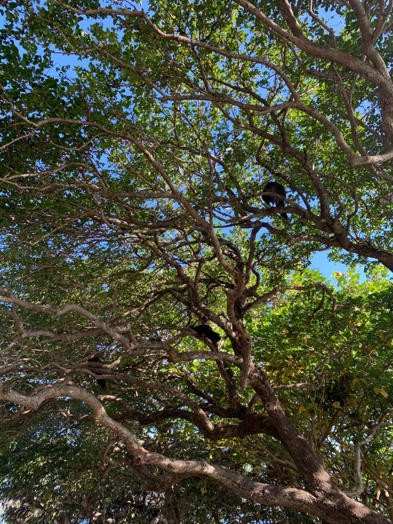 birds in BrushTurkeys App spotted by Sean Serduk on 28.02.2021