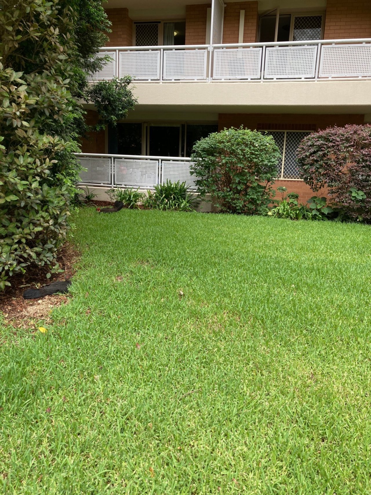 birds in BrushTurkeys App spotted by Mary Ann Irvin on 22.12.2020