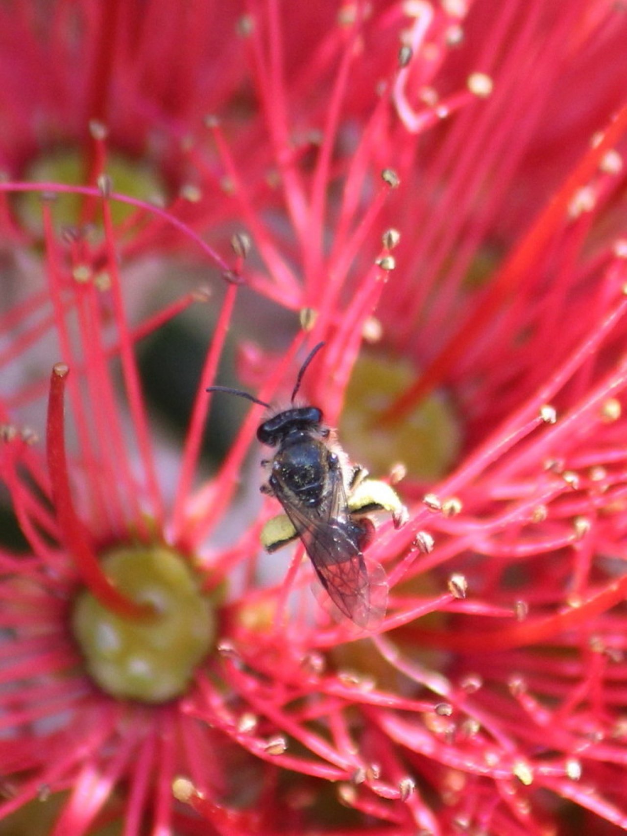 Leioproctus bee