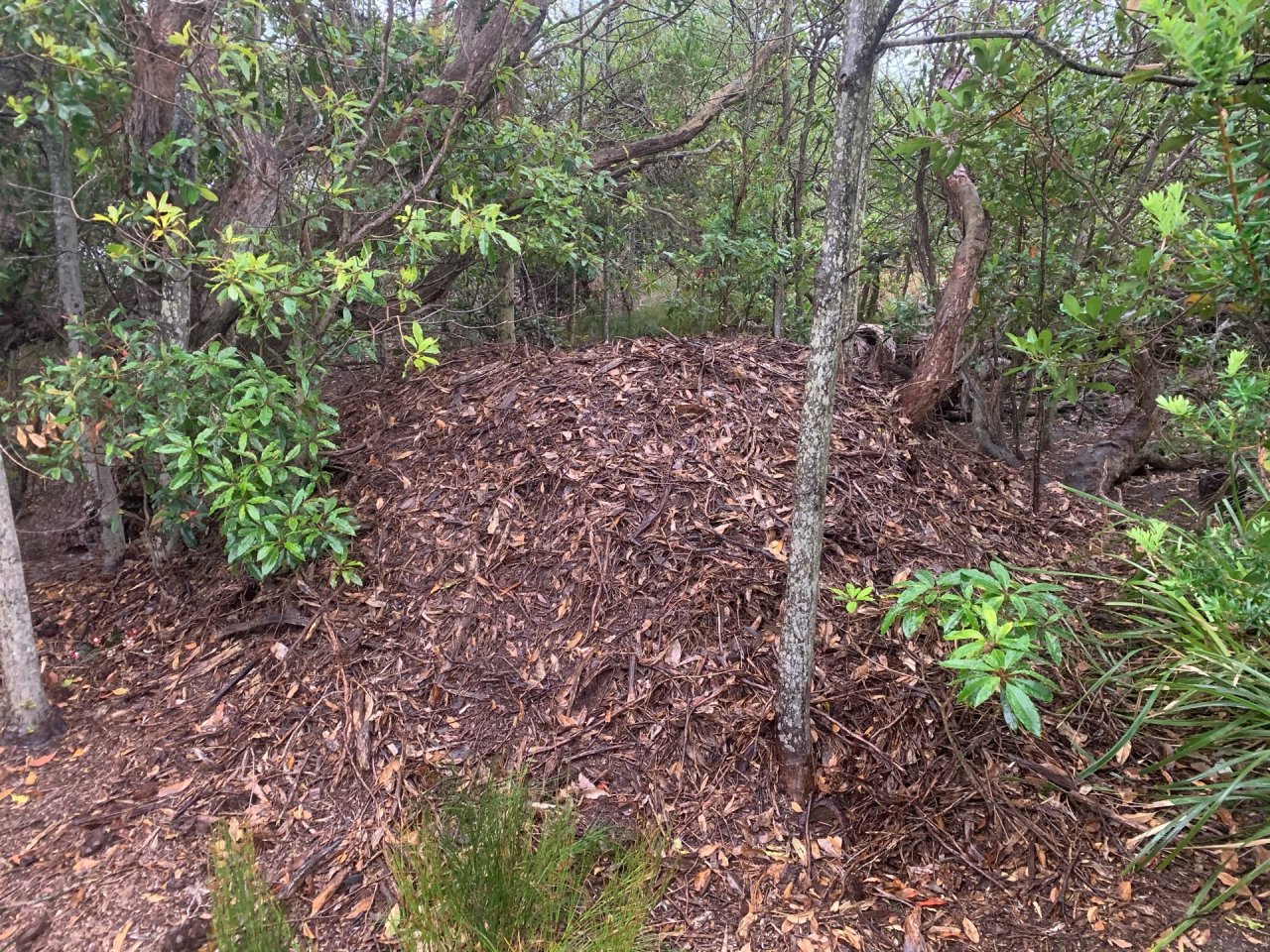 Nest in Big City Birds App spotted by John Martin on 19.12.2020