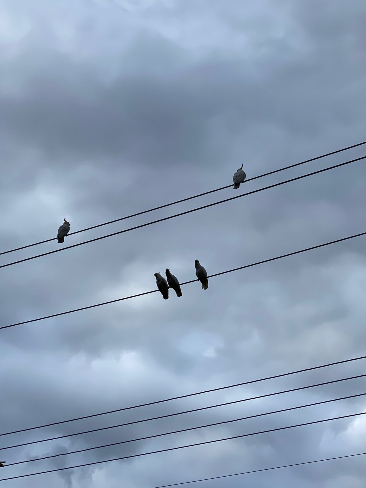 Sulphur-crested Cockatoo in Big City Birds App spotted by Sara Baillie on 12.12.2020