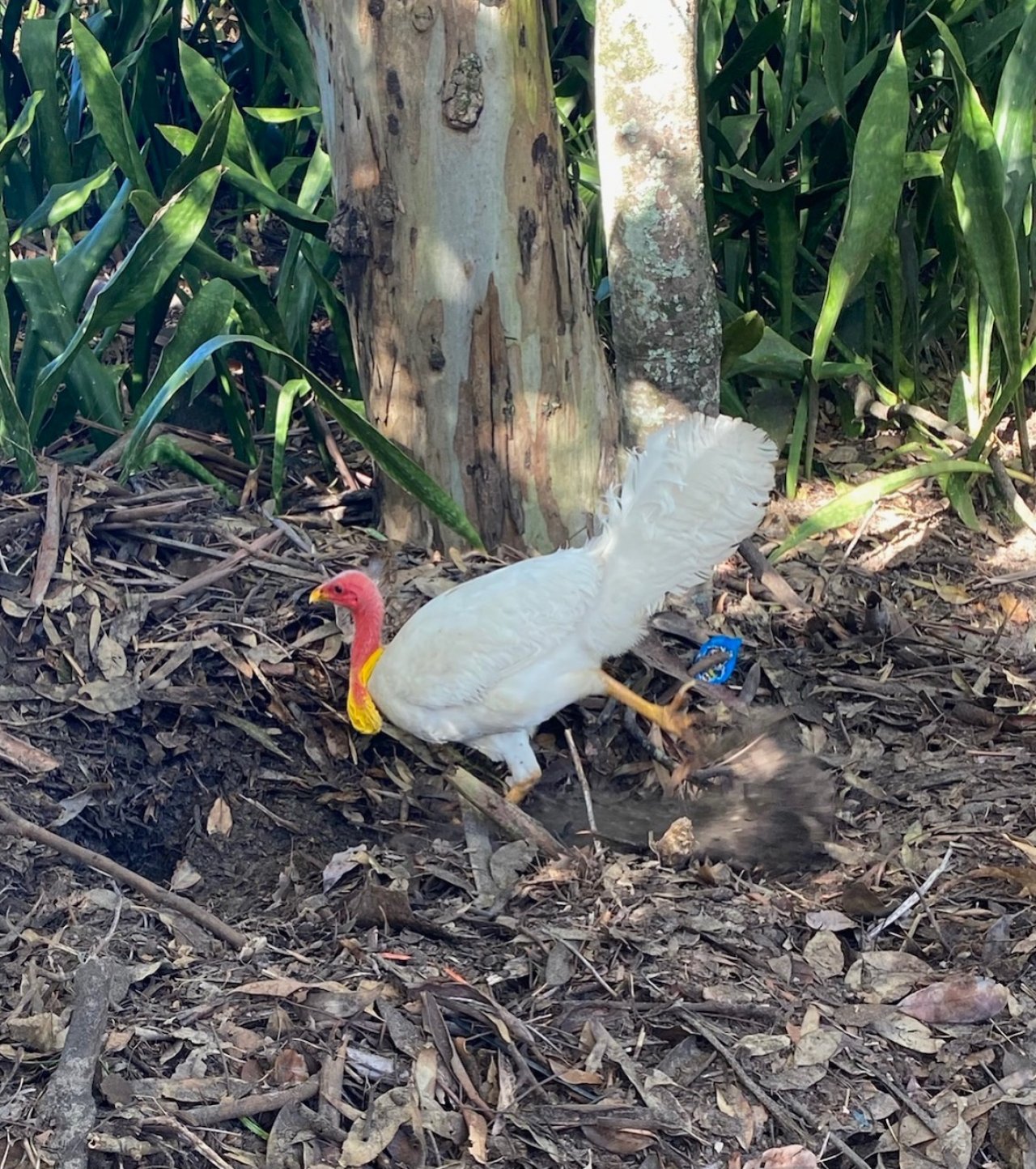 birds in BrushTurkeys App spotted by Richard Medellin on 12.12.2020