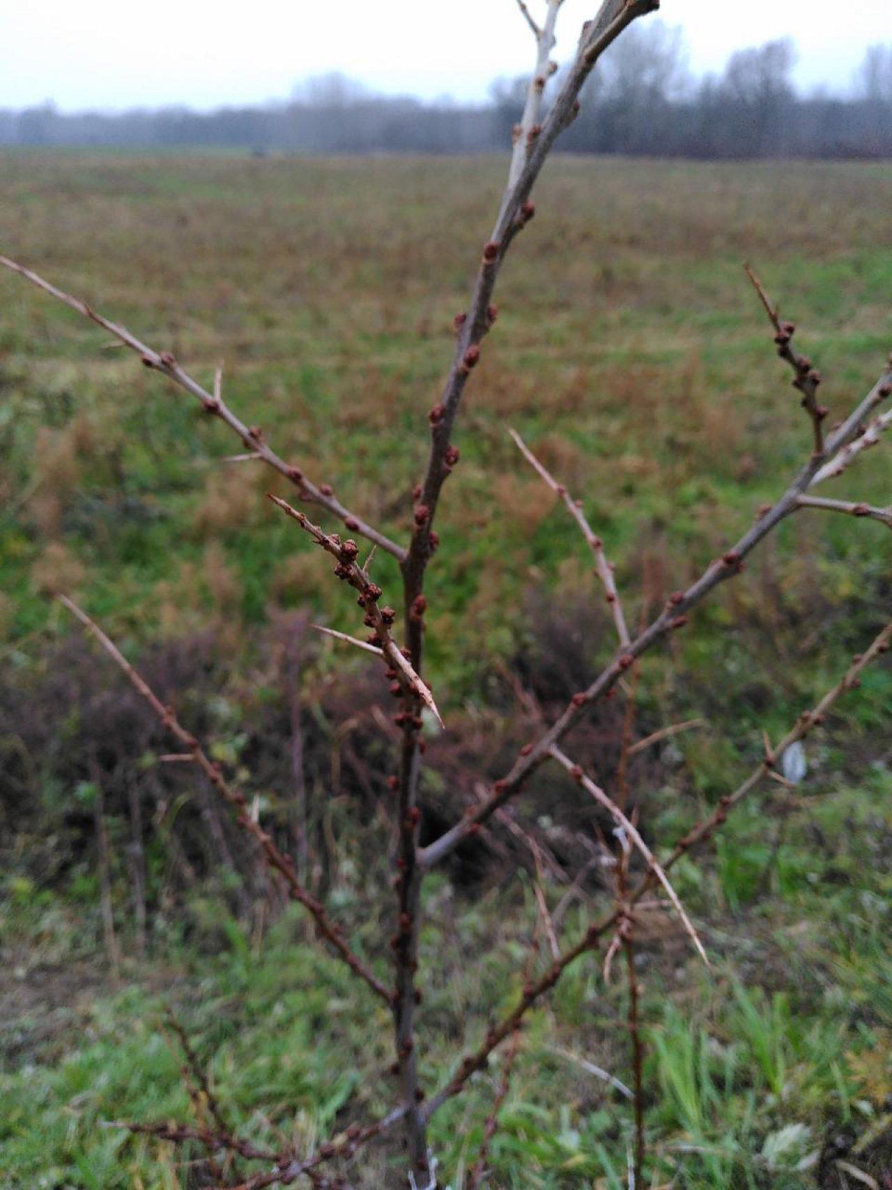 Eine andere Strauchart in Naturkalender App spotted by TheOSWR on 18.12.2020