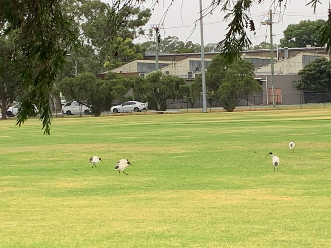 White Ibis in Big City Birds App spotted by Giselle Howard on 28.01.2021