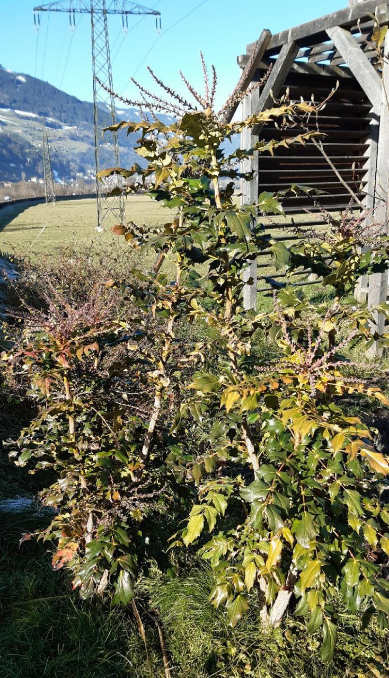 Eine andere Strauchart in Naturkalender App spotted by Steinbock on 18.12.2020