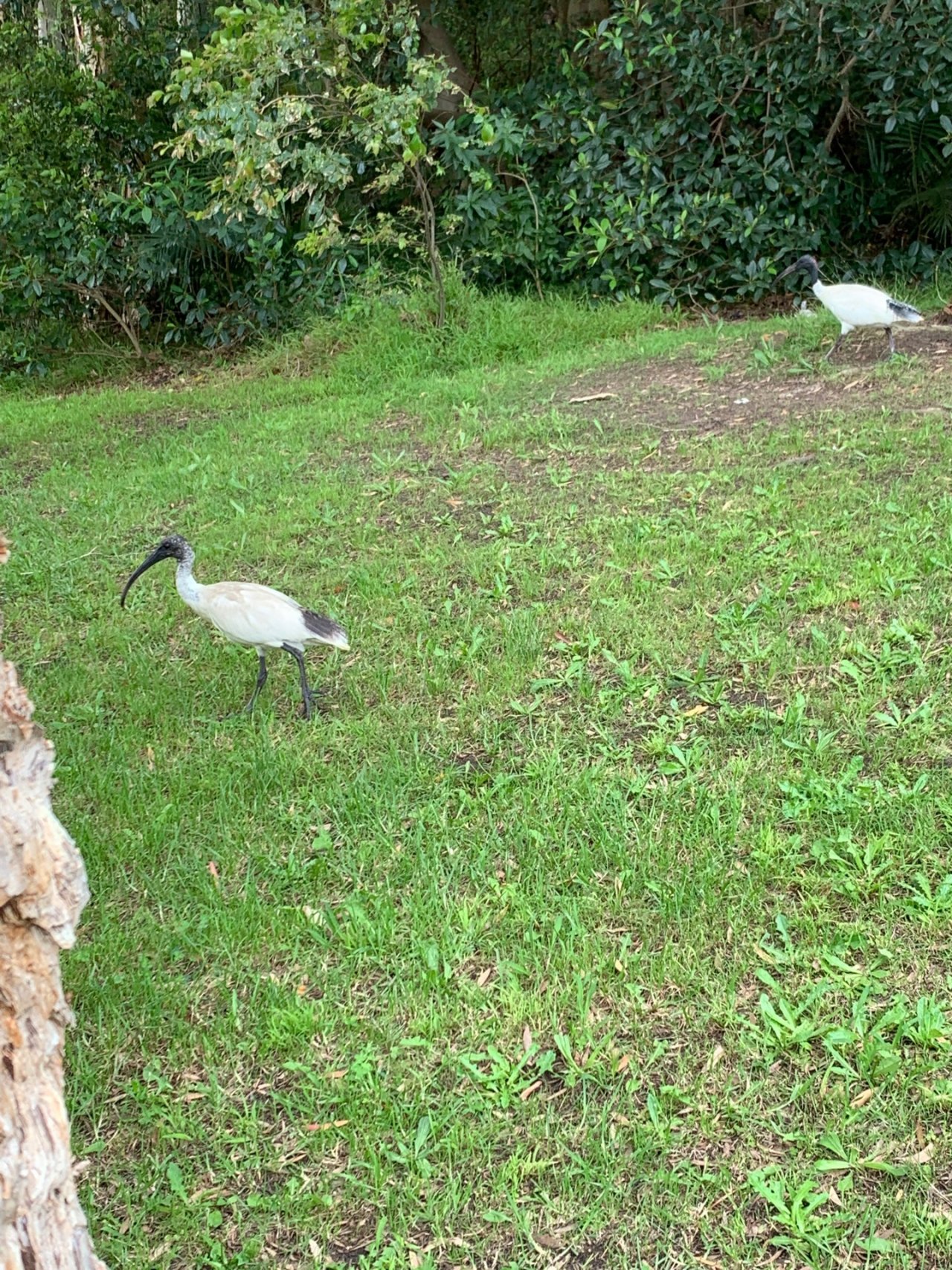 White Ibis in Big City Birds App spotted by Sean Serduk on 06.01.2021