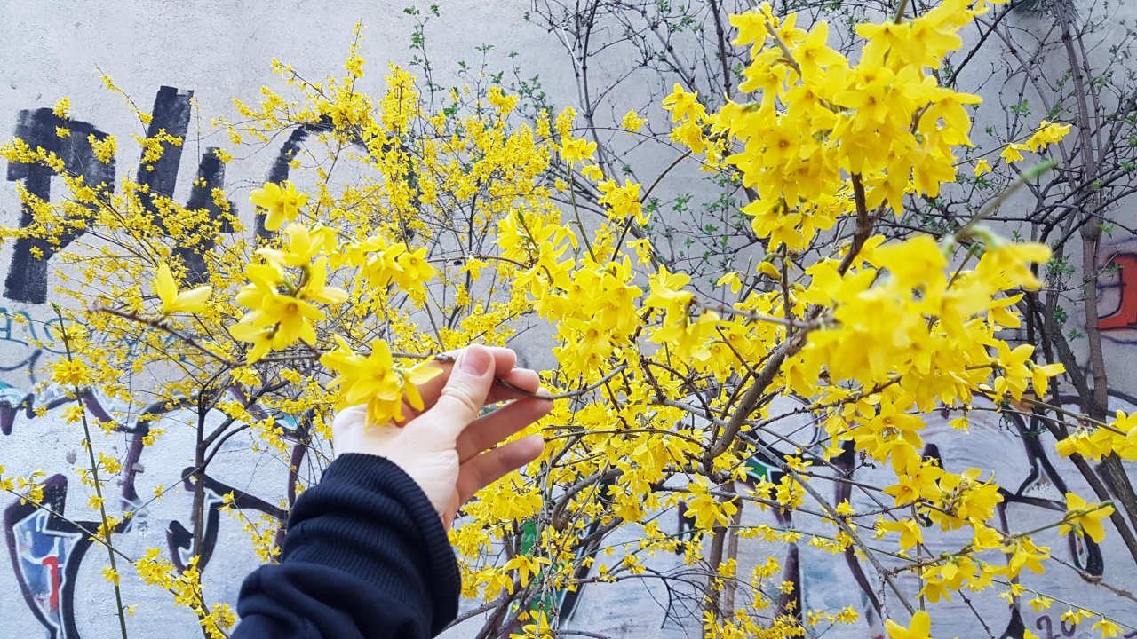 Plants in NatureSpots App spotted by Ka vonSeiten on 13.03.2020