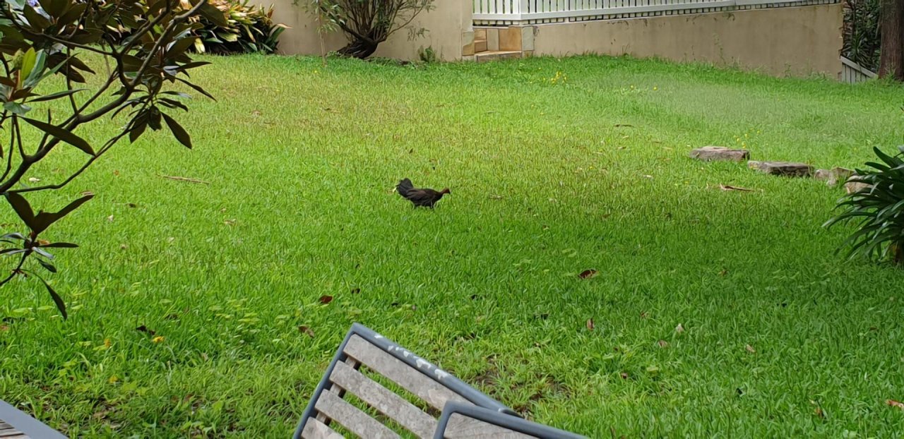 Brush-turkey in Big City Birds App spotted by Rita Angus on 03.01.2021